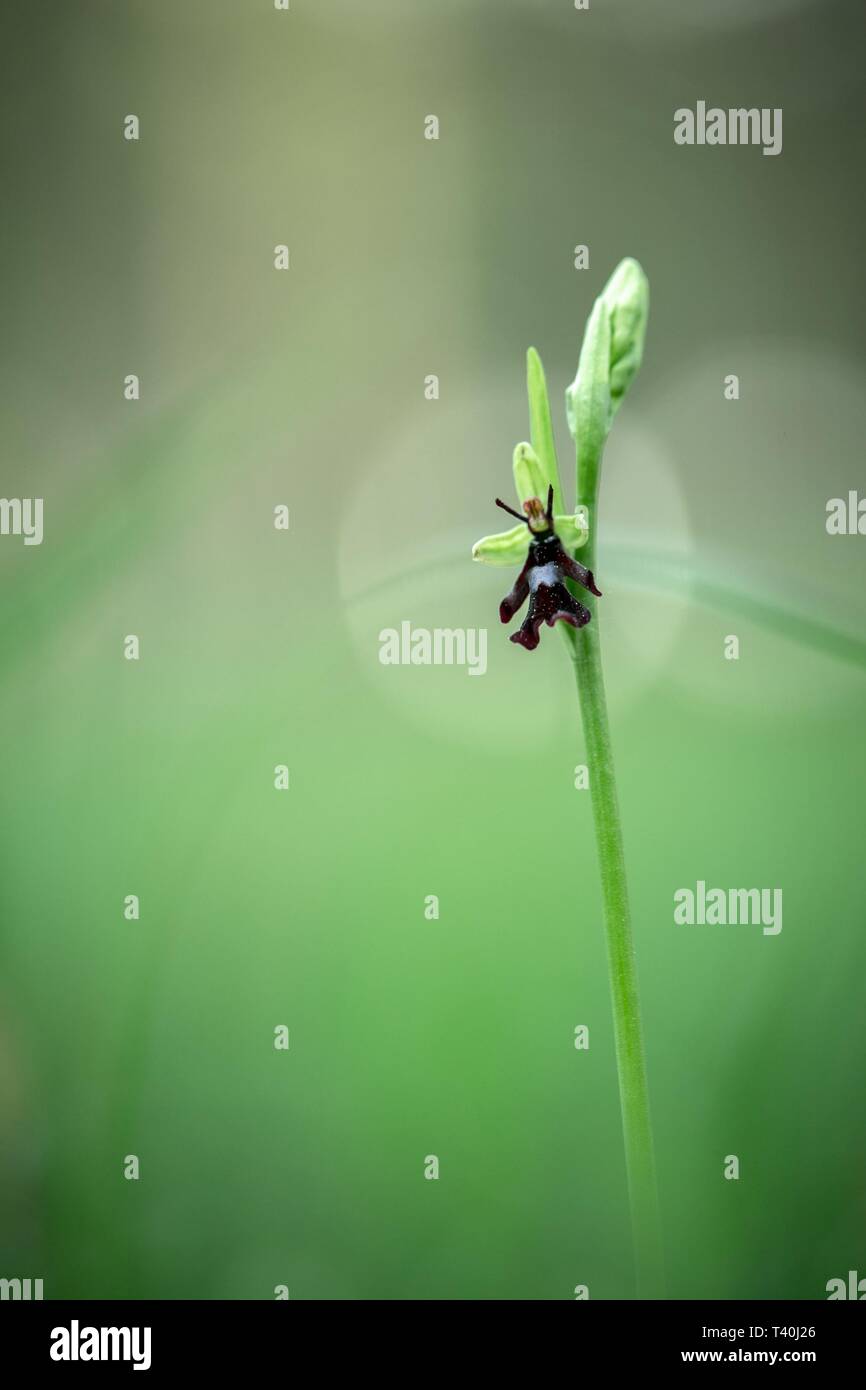 Beautiful (Ophrys insectifera) Fly Orchid grow in forest with natural background, wallpaper natural closeup macro, postcard beauty and agriculture ide Stock Photo