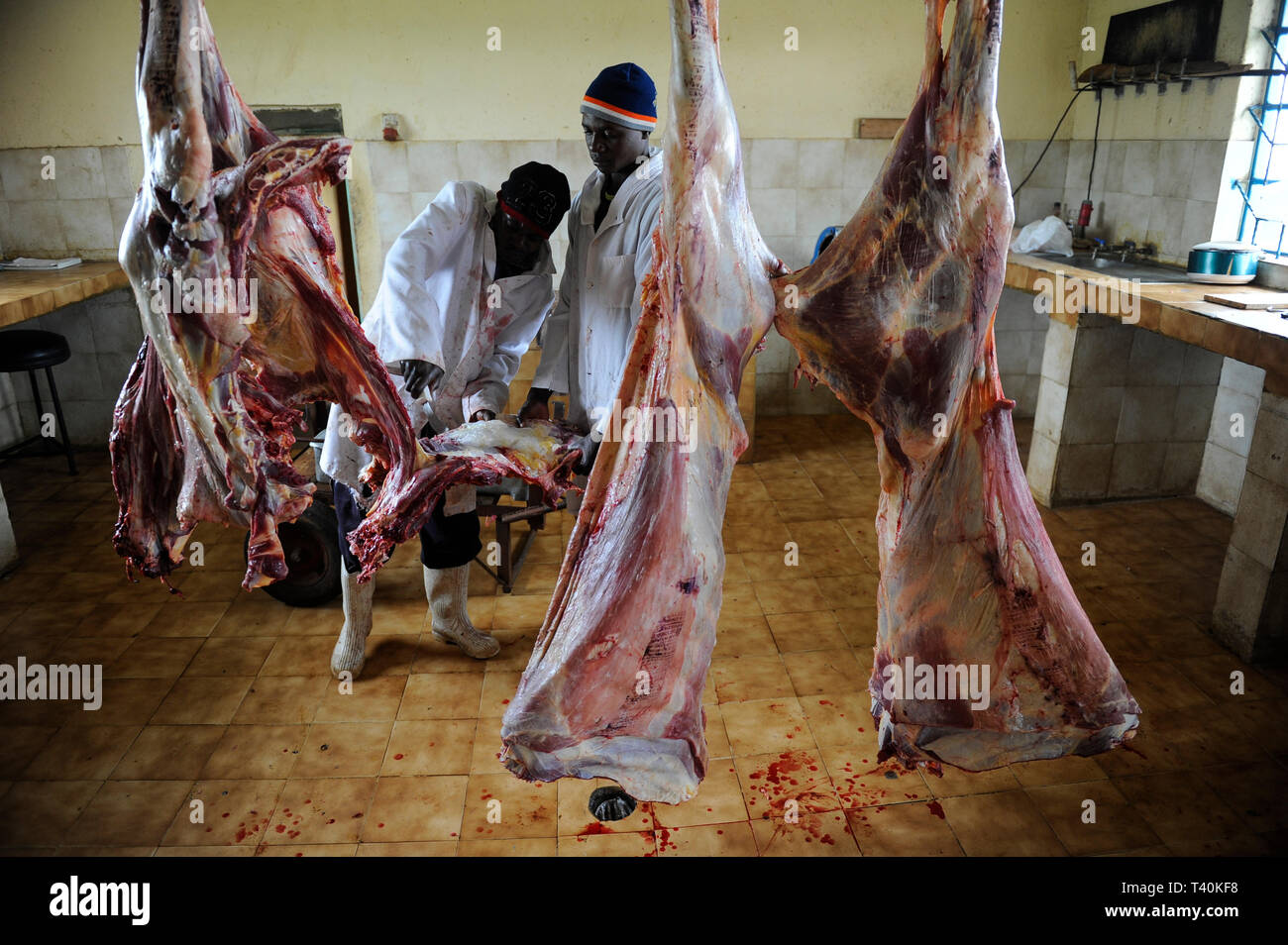KENYA Limuru, Tigoni, butcher at work, beef parts  / KENIA, Fleischerei, Rindfleisch Stock Photo
