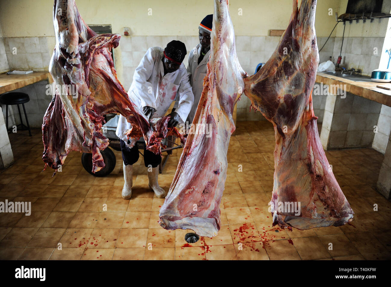 KENYA Limuru, Tigoni, butcher at work, beef parts  / KENIA, Fleischerei, Rindfleisch Stock Photo