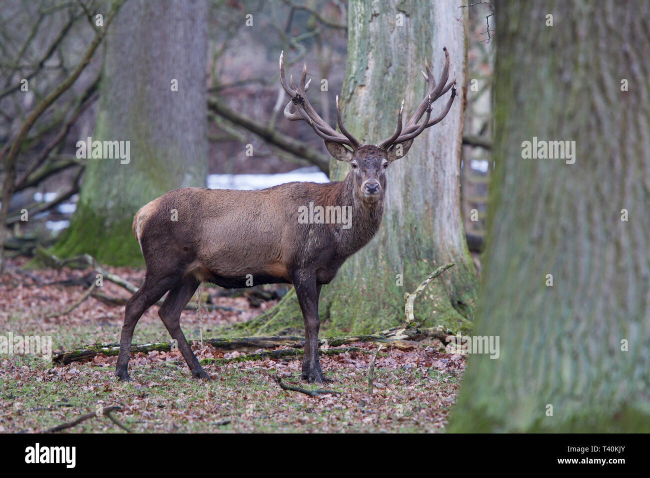 Rothirsch - Maennchen, Cervus elaphus, red deer - male Stock Photo