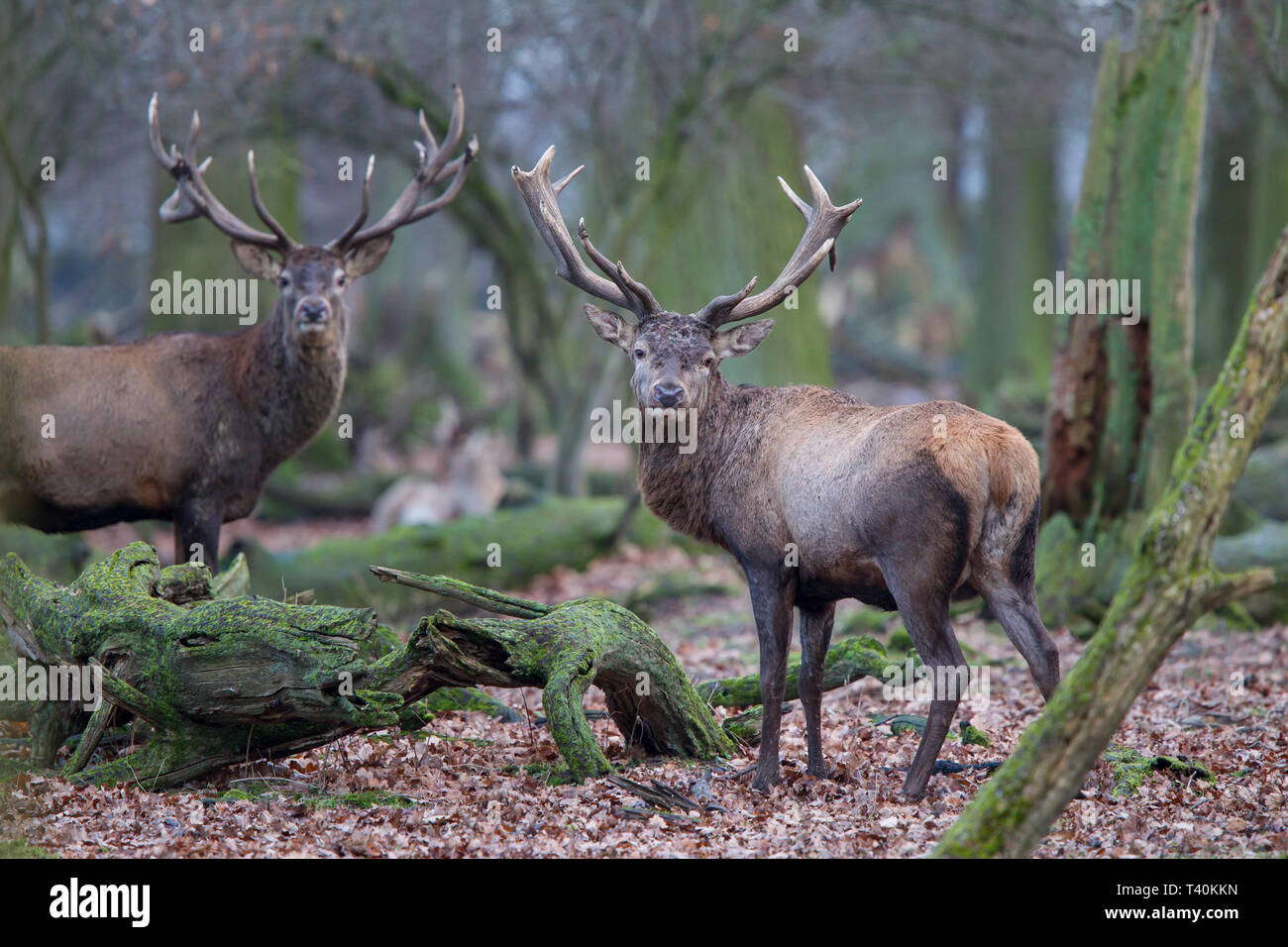 Rothirsch - Maennchen, Cervus elaphus, red deer - male Stock Photo