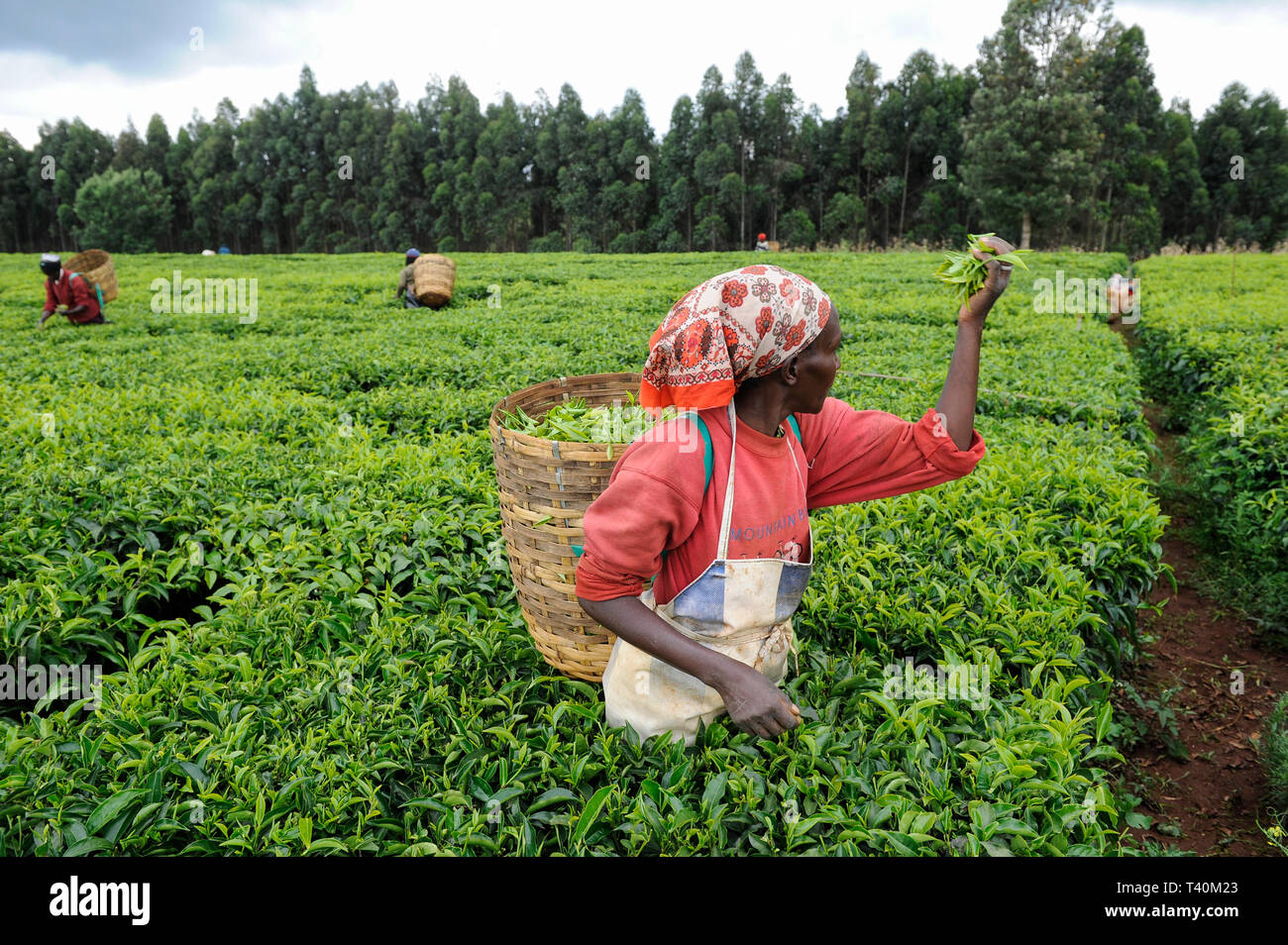 KENYA Limuru, Tigoni,  tea harvest, women pluck green tea leaves in tea garden, two leaves and a bud / KENIA, Tee Ernte, Frauen pfluecken die Teeblaet Stock Photo