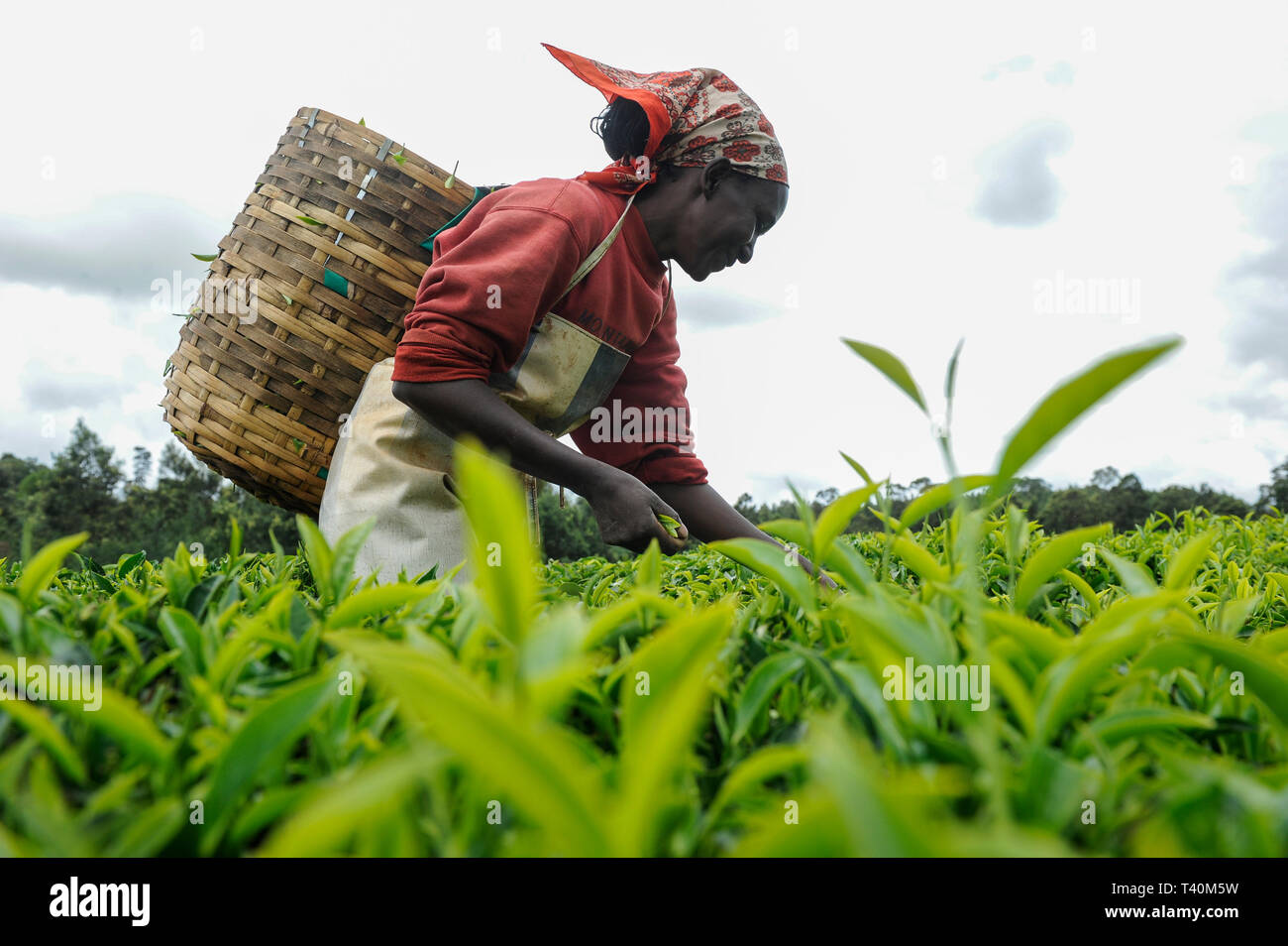 KENYA Limuru, Tigoni,  tea harvest, women pluck green tea leaves in tea garden, two leaves and a bud / KENIA, Tee Ernte, Frauen pfluecken die Teeblaet Stock Photo