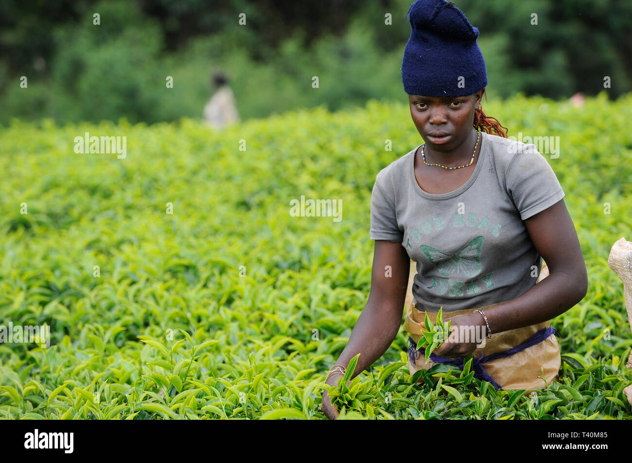 KENYA Limuru, Tigoni,  tea harvest, women pluck green tea leaves in tea garden / KENIA, Tee Ernte, Frauen pfluecken die Teeblaetter Stock Photo