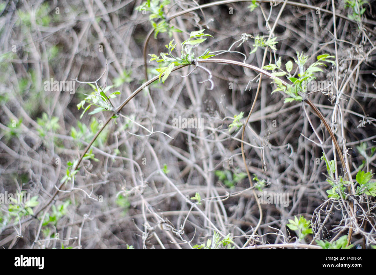 Fresh young leaves in macro. Thin branches of vines in a continuous layer. Stock Photo
