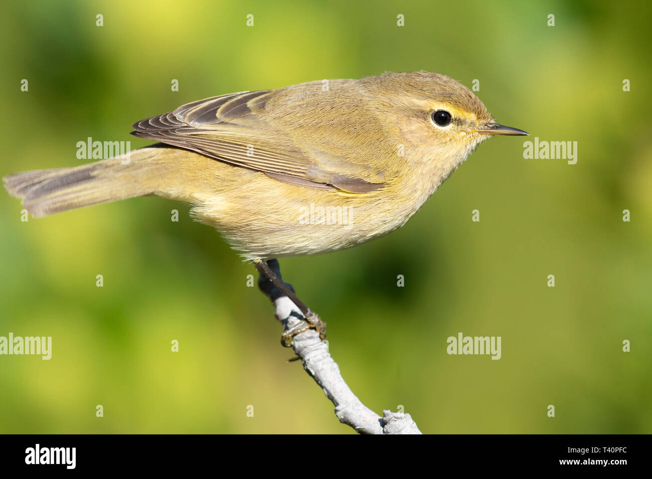 Common Chiffchaff (Phylloscopus collybita), side view of an adult perched on a branch Stock Photo