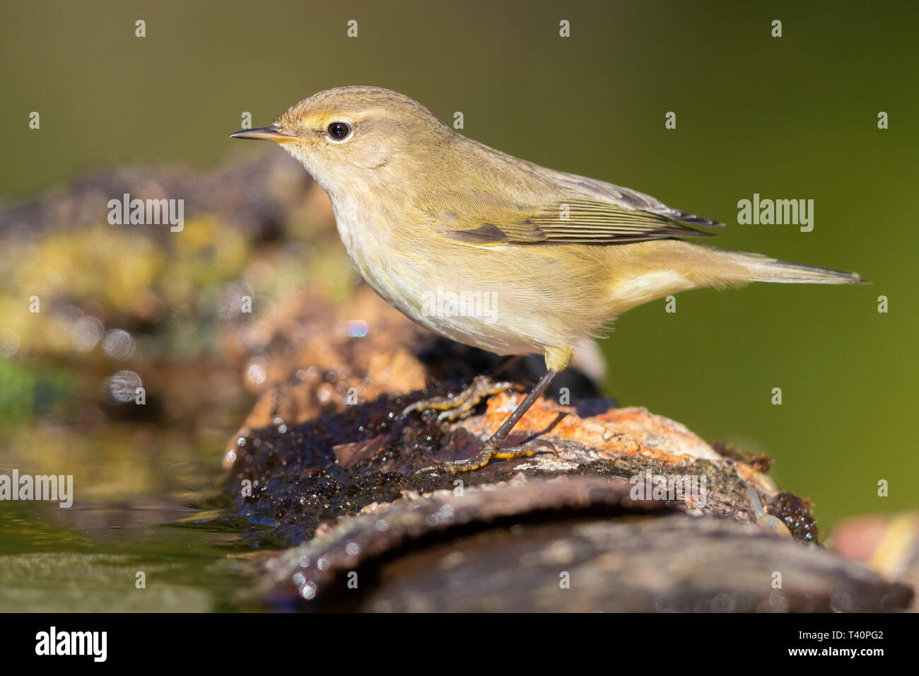 Common Chiffchaff (Phylloscopus collybita), side view of an adult at the edge of a pool Stock Photo