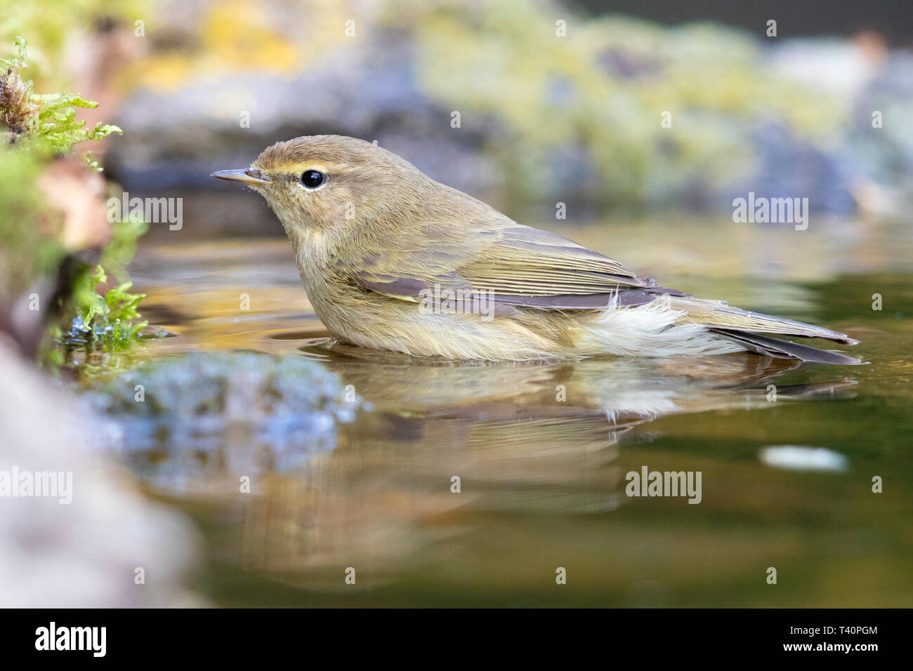 Common Chiffchaff (Phylloscopus collybita), side view of an adult taking a bath Stock Photo
