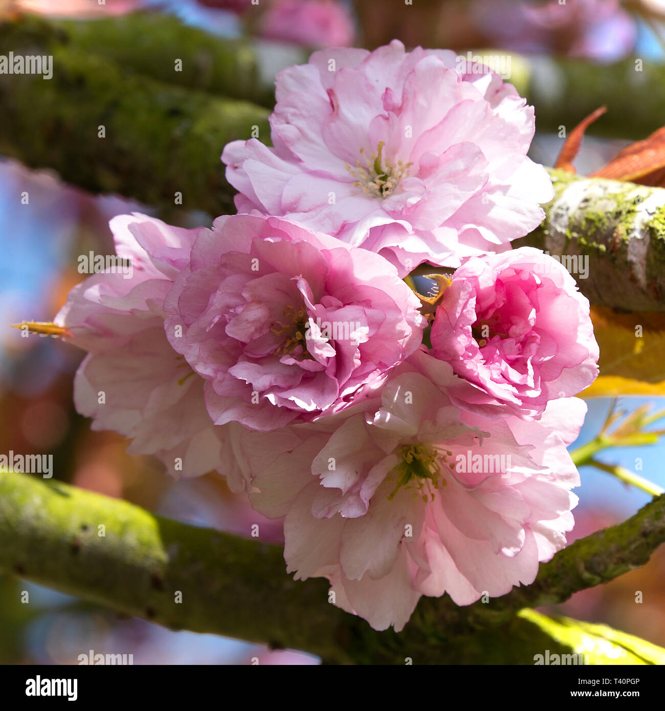 Double Cherry Blossom Flowers Pink Perfection in Full Bloom on a Cherry