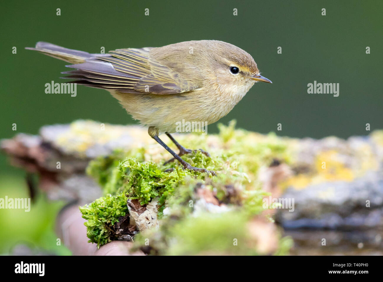 Common Chiffchaff (Phylloscopus collybita), adult perched on some moss Stock Photo