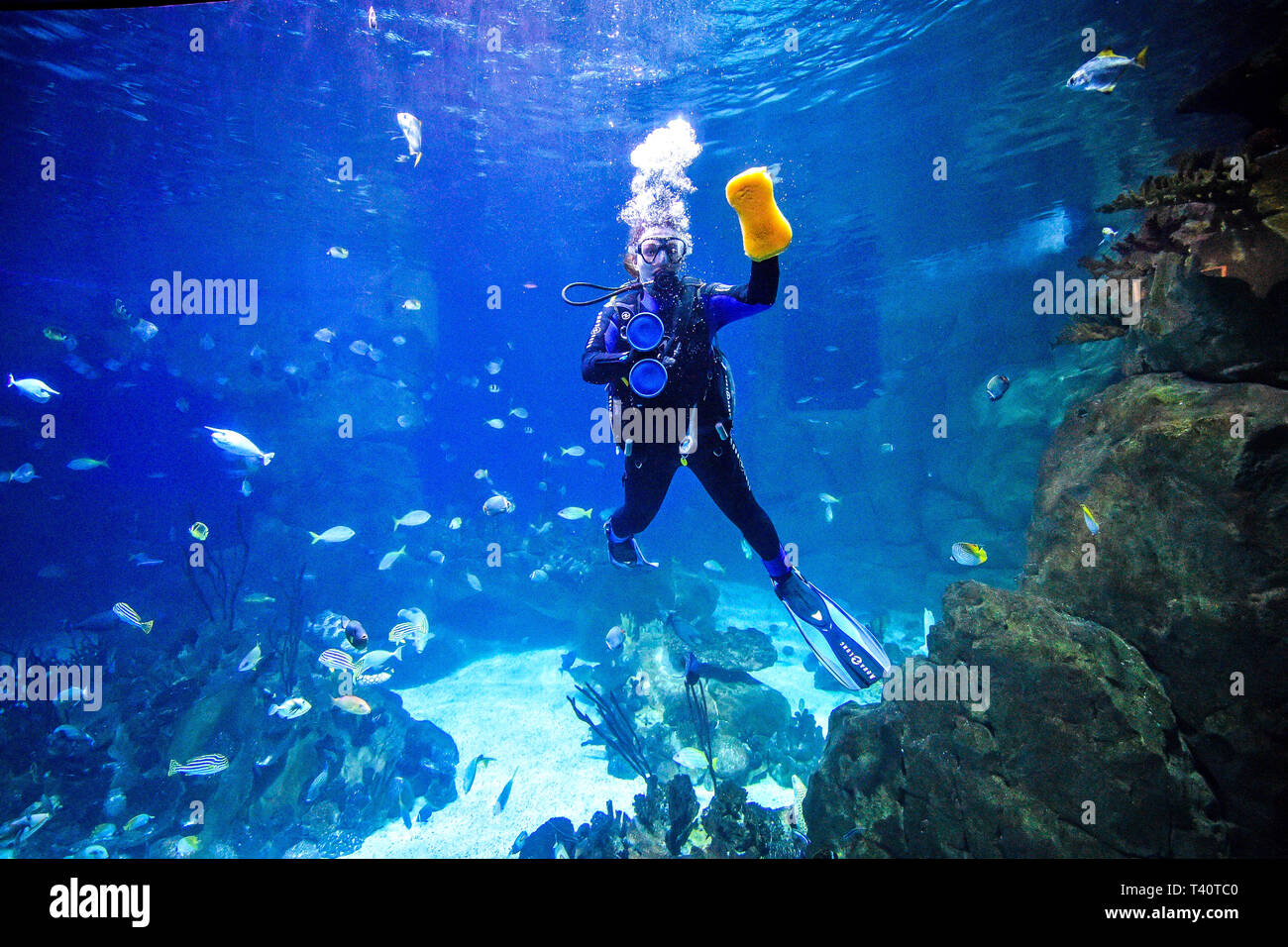 Sponge reef tank hires stock photography and images Alamy