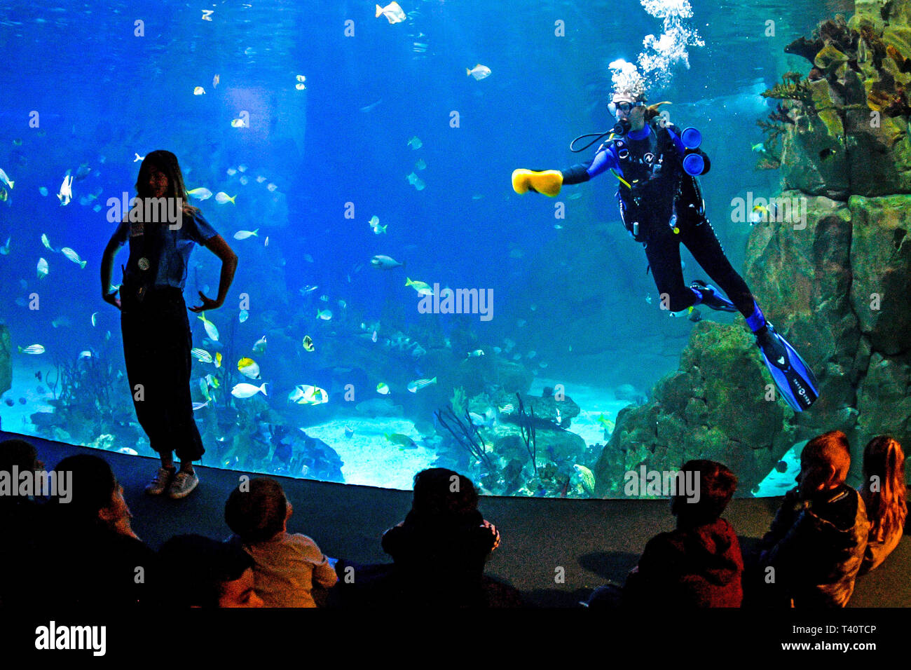 Sponge reef tank hires stock photography and images Alamy