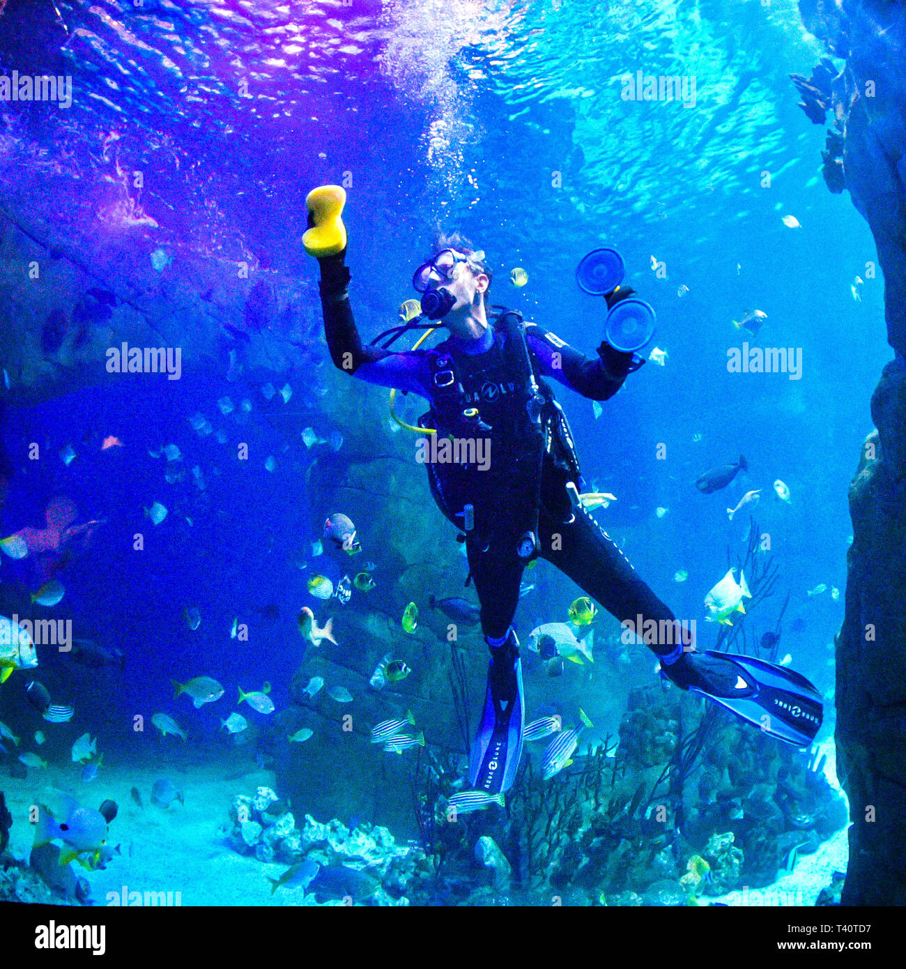 A diver uses a sucker and a sponge to clean the glass on the inside of the Great Barrier Reef tank in the National Marine Aquarium in Coxside, Plymouth. Regular cleaning is essential to prevent the build up of algae in the largest aquarium in the UK where staff look after over 4,000 animals. Stock Photo