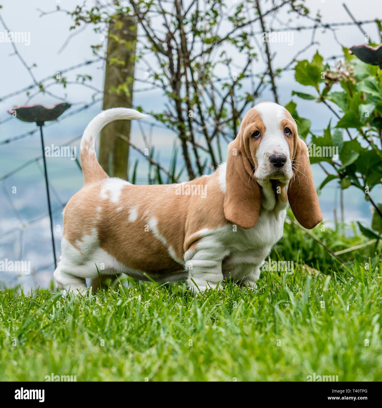 basset hound puppy Stock Photo - Alamy