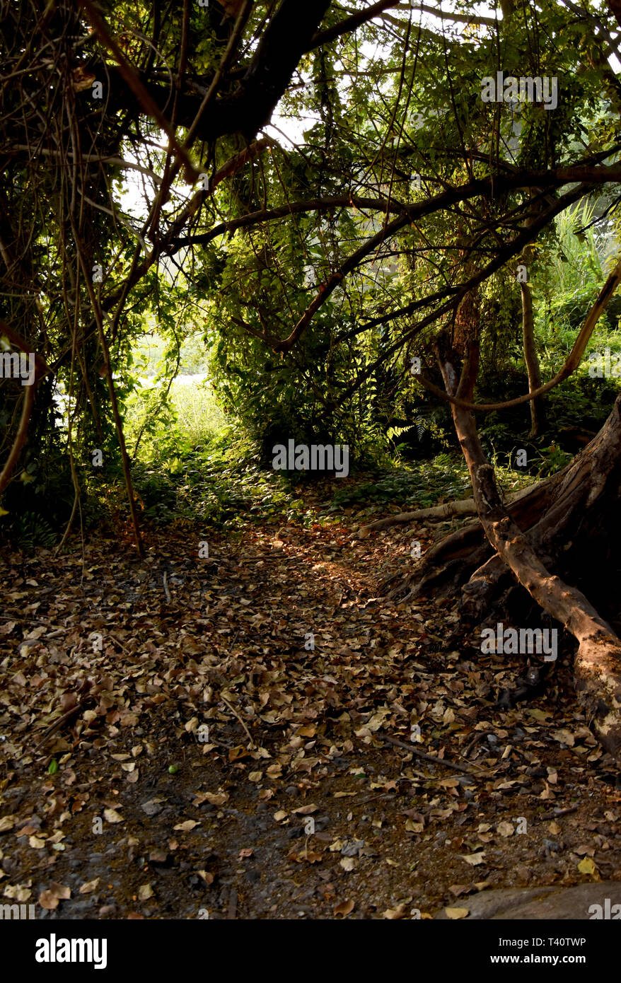 Jungle creepers trees hires stock photography and images Alamy