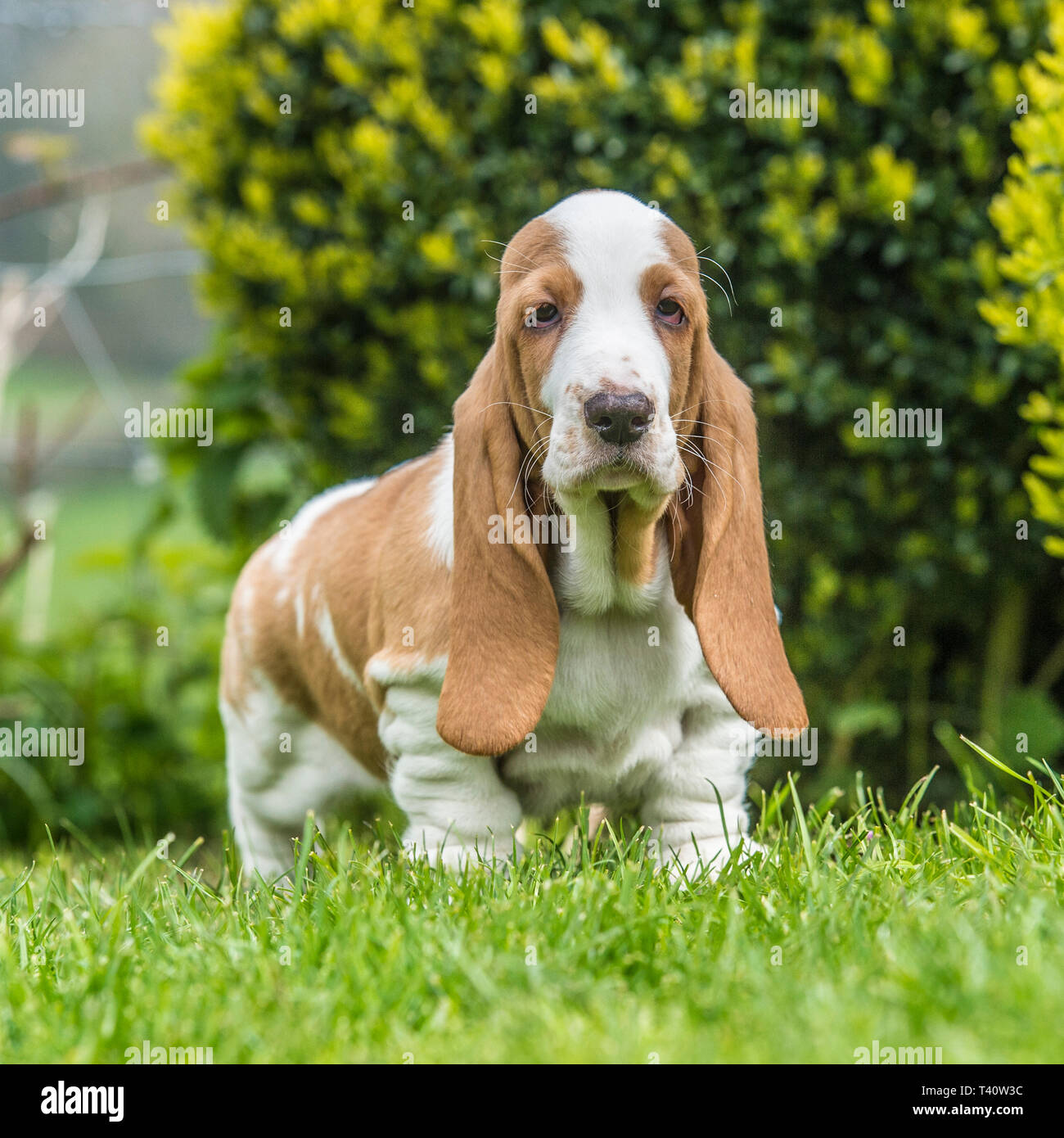 basset hound puppy Stock Photo Alamy