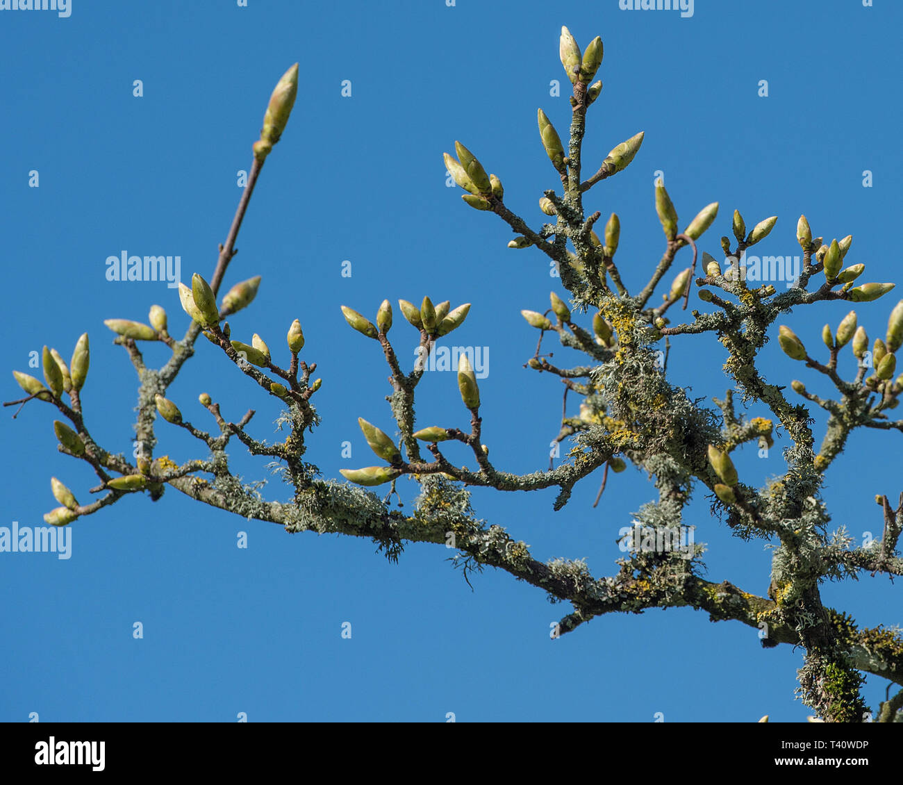 ash tree budding in spring Stock Photo