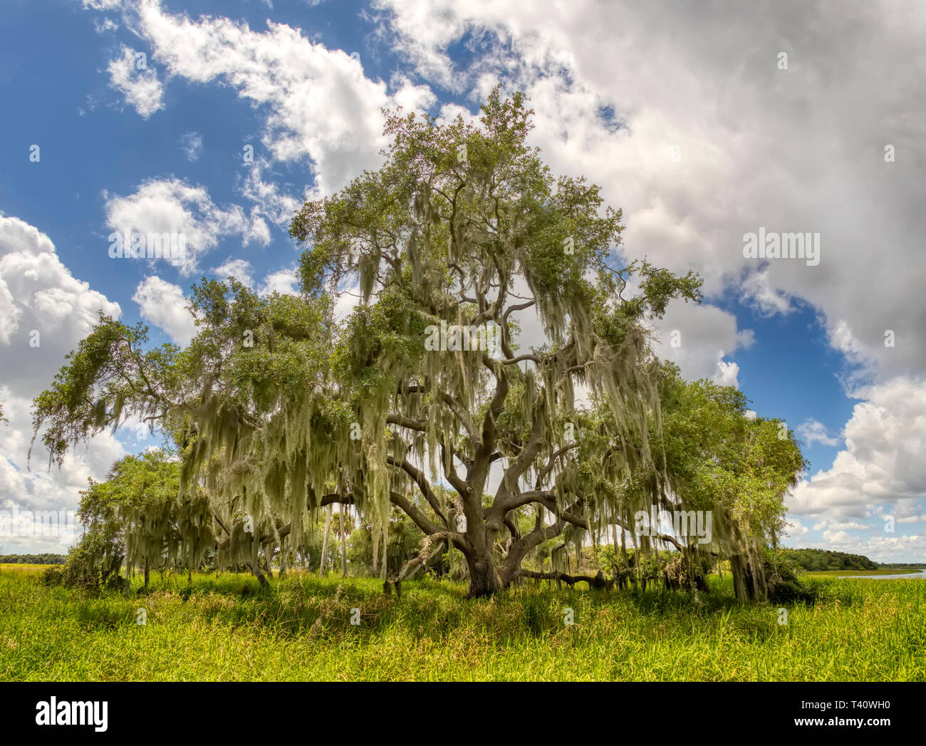Live Oak tree in Myakka River State Park in Sarasota Florida Stock Photo