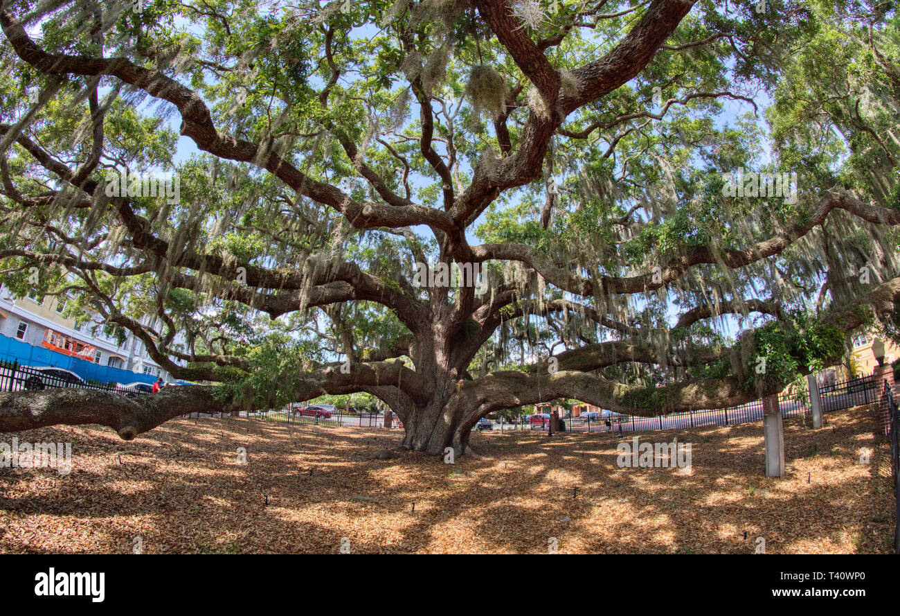 The Baranoff Oak tree in Baranoff Park reportedly the oldest living Live Oak tree in Pinellas County in Safety Harbor Florida Stock Photo