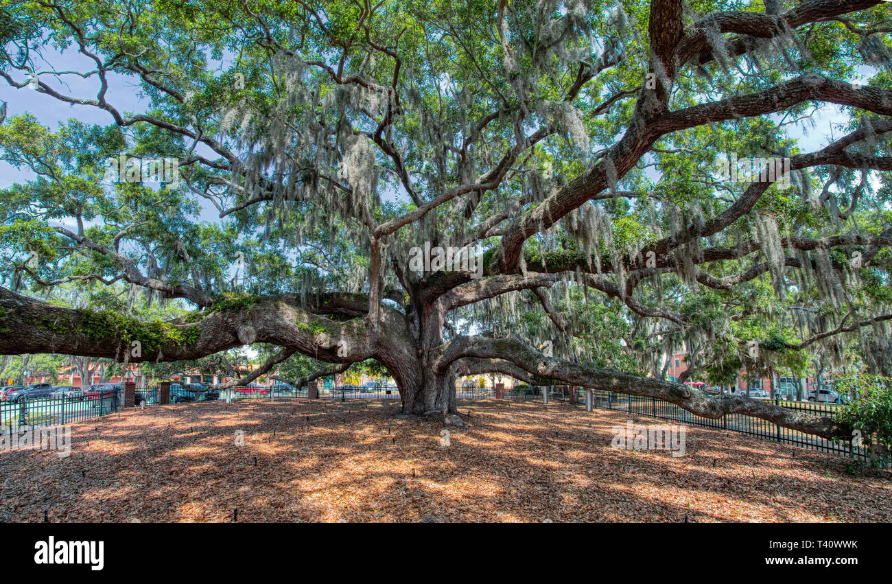 The Baranoff Oak tree in Baranoff Park reportedly the oldest living Live Oak tree in Pinellas County in Safety Harbor Florida Stock Photo