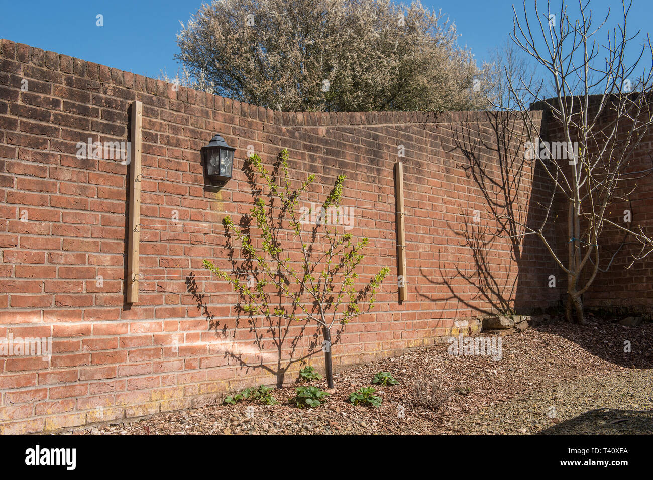fruit trees being trained on a wall Stock Photo
