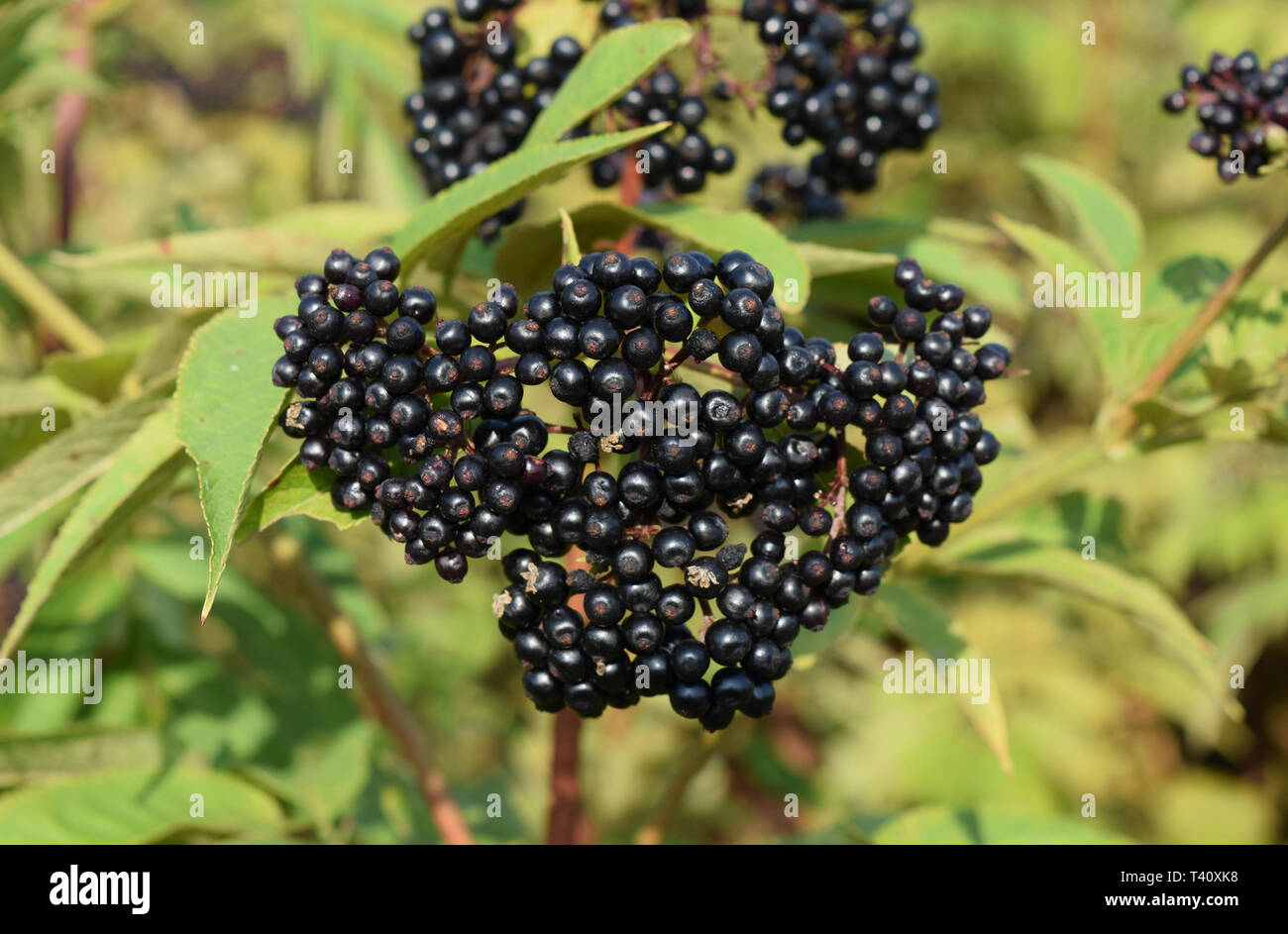 Elder berries. Maturing of berries of a poisonous plant Stock Photo Alamy