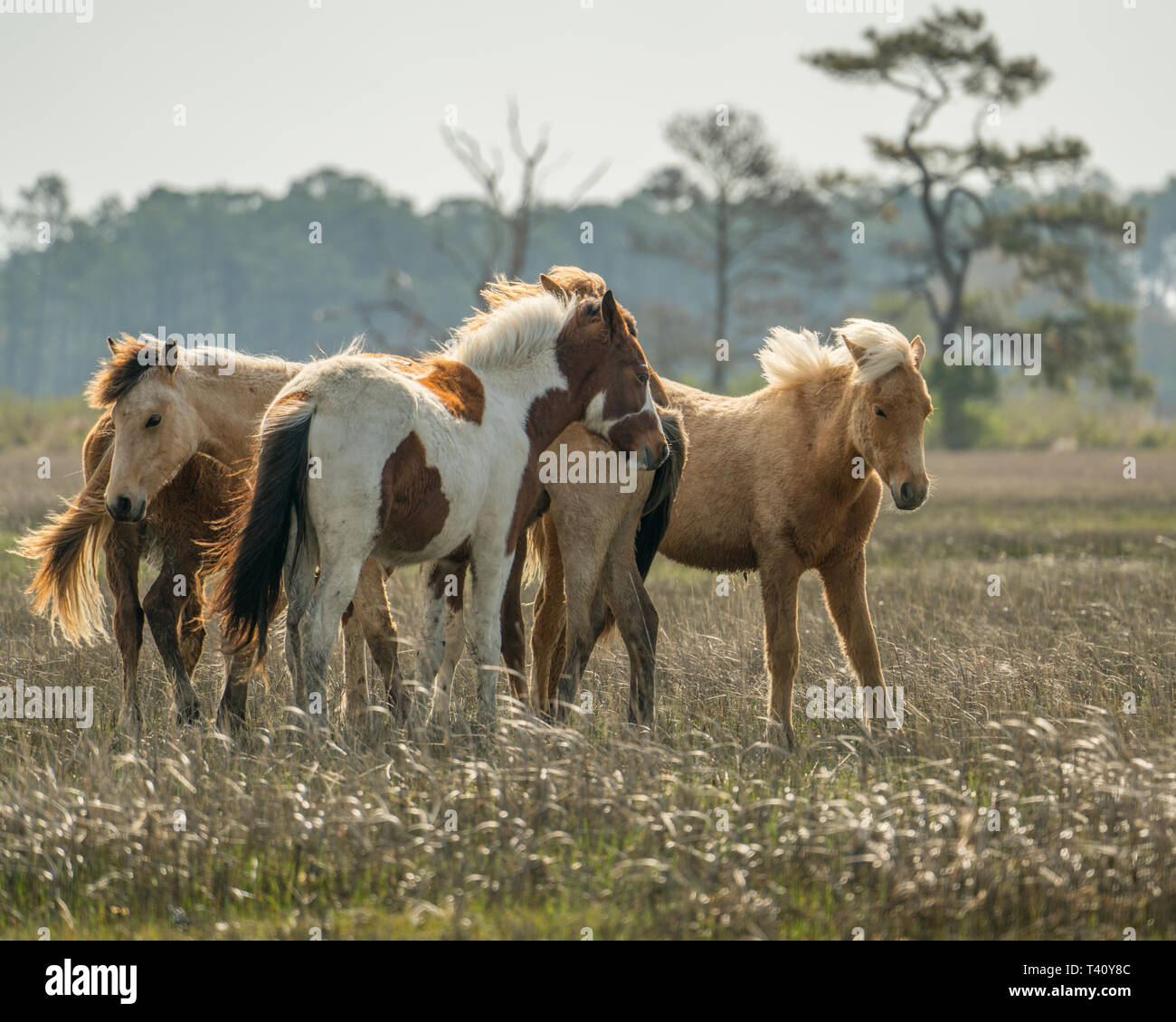 A team or heard of wild horses in a field Stock Photo
