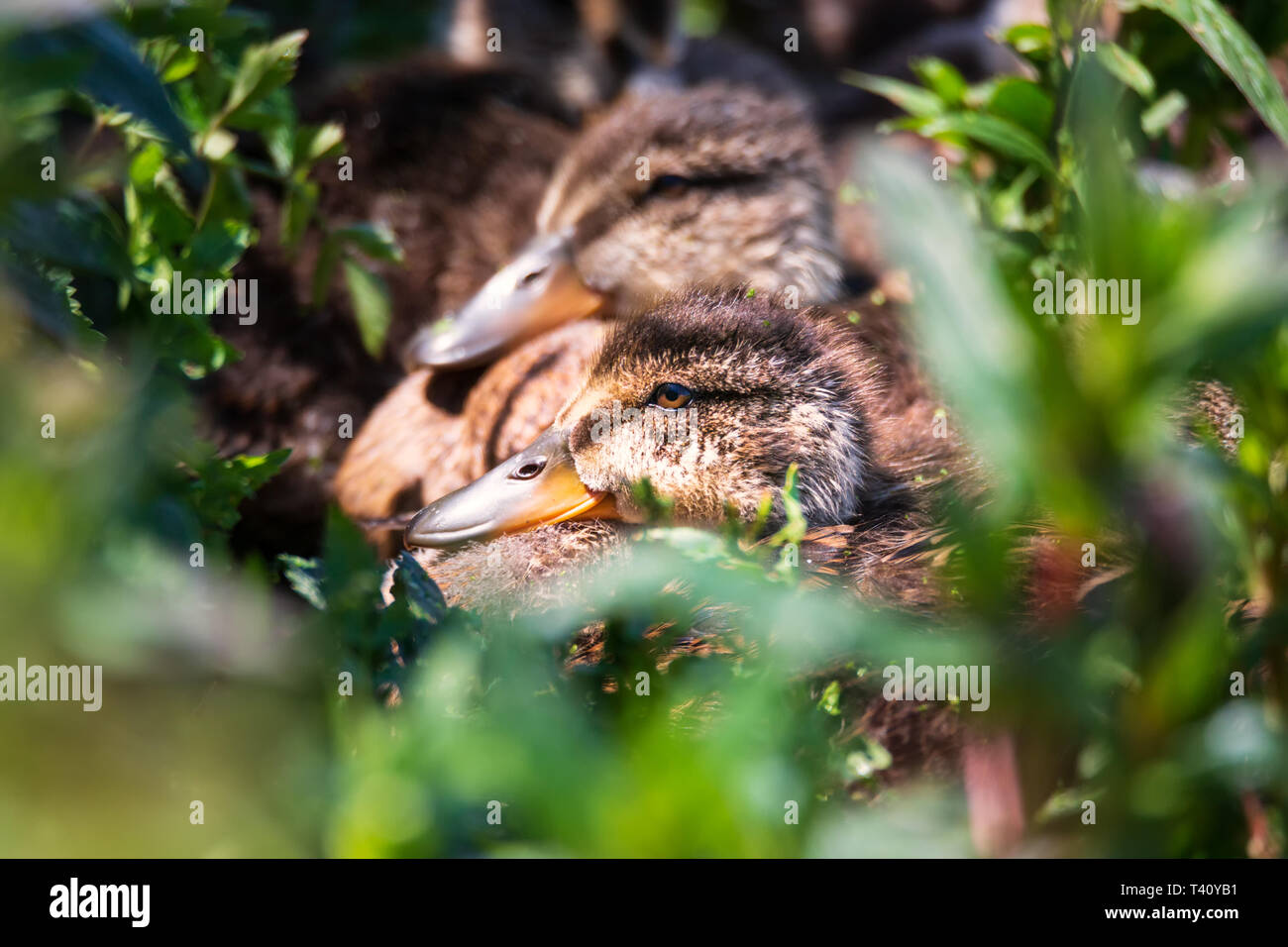 Several Ducklings Huddled Together in a Marsh. Color Image, Day Stock Photo
