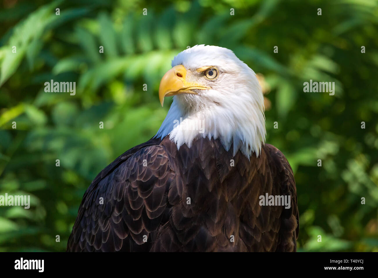 Color portrait of a bald eagle, Oregon, USA Stock Photo Alamy