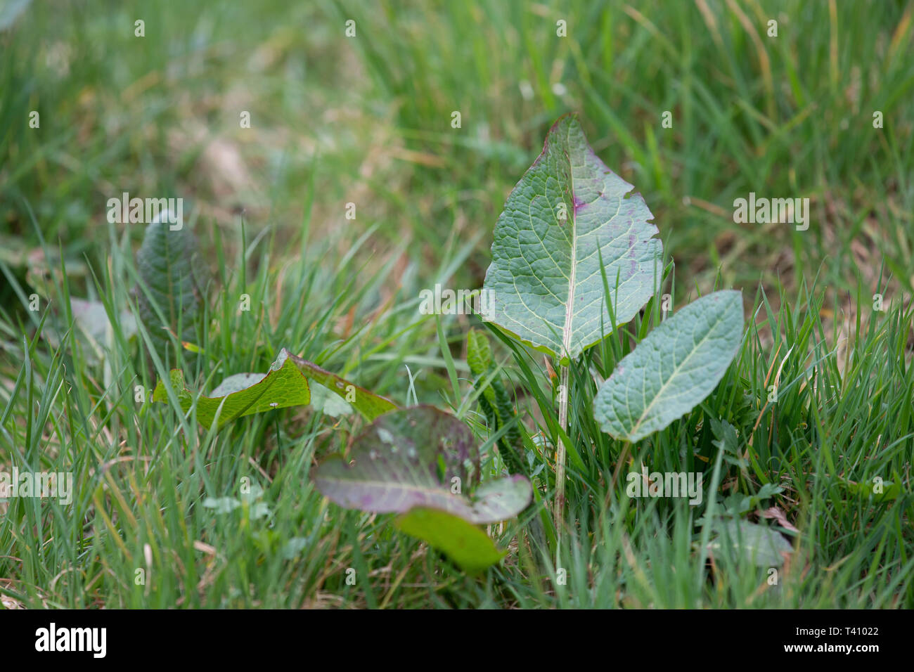 Weeds in grass land Stock Photo