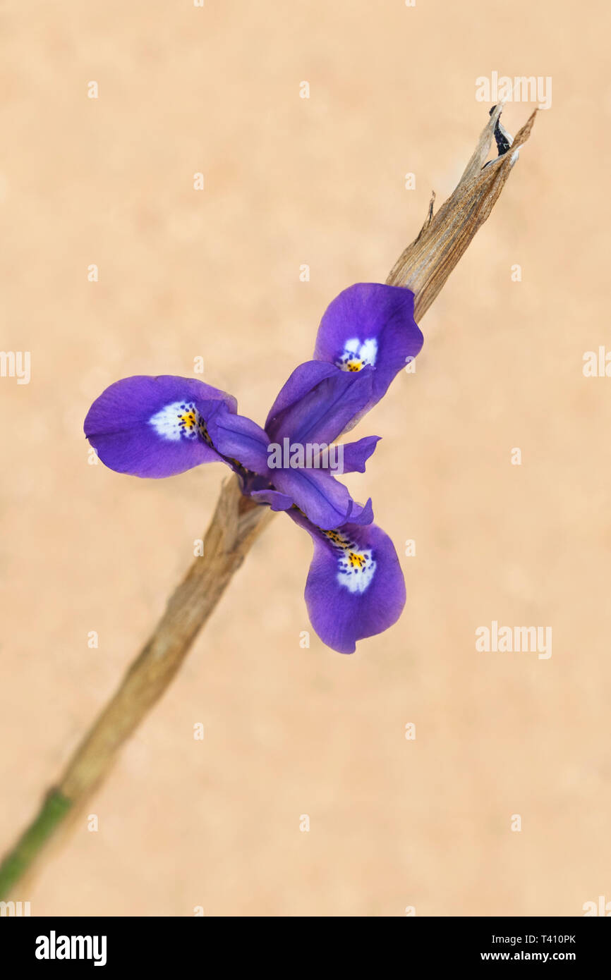 a single barbary nut dwarf iris gynandriris sisyrinchium flower and stem on a blurred beige background Stock Photo