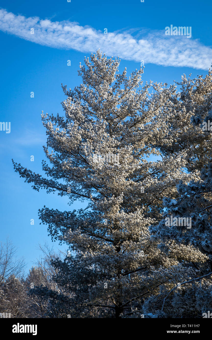 Conifer tree evergreen snow hi-res stock photography and images - Alamy
