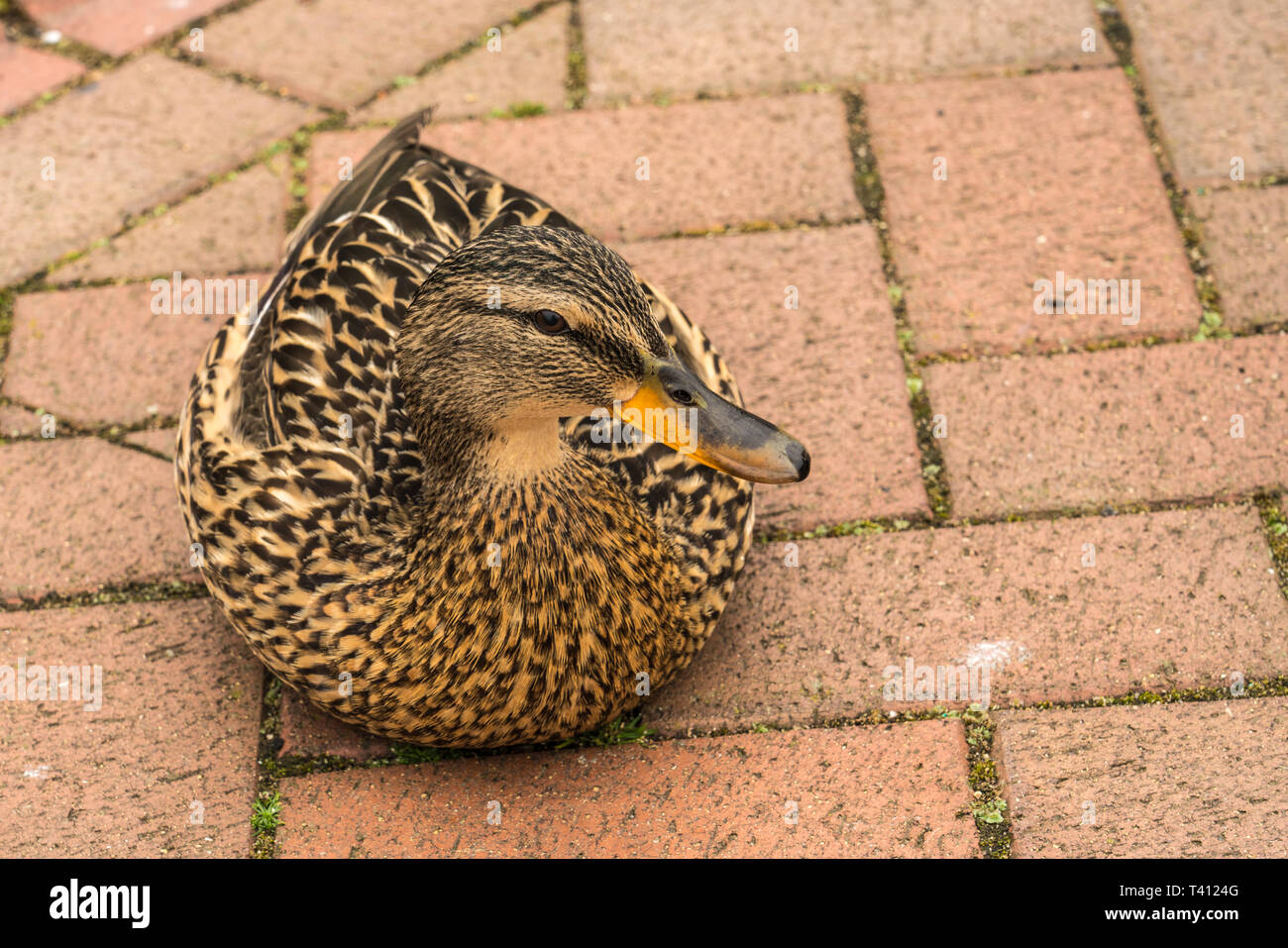 Close up of freindly Female mallard duck (Anas platyrhynchos) sat in the middle of a walkway Stock Photo