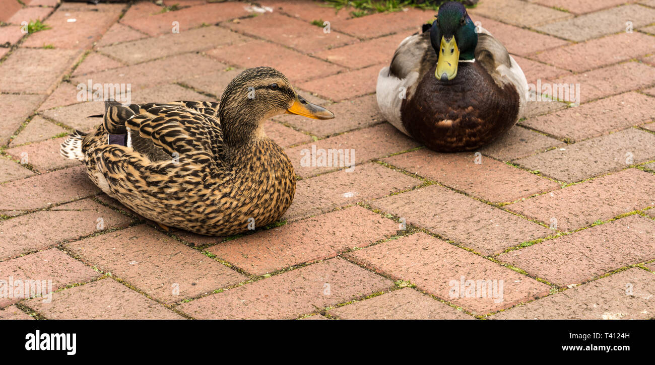 Close up of amale and female mallard duck (Anas platyrhynchos) sat in the middle of a walkway Stock Photo