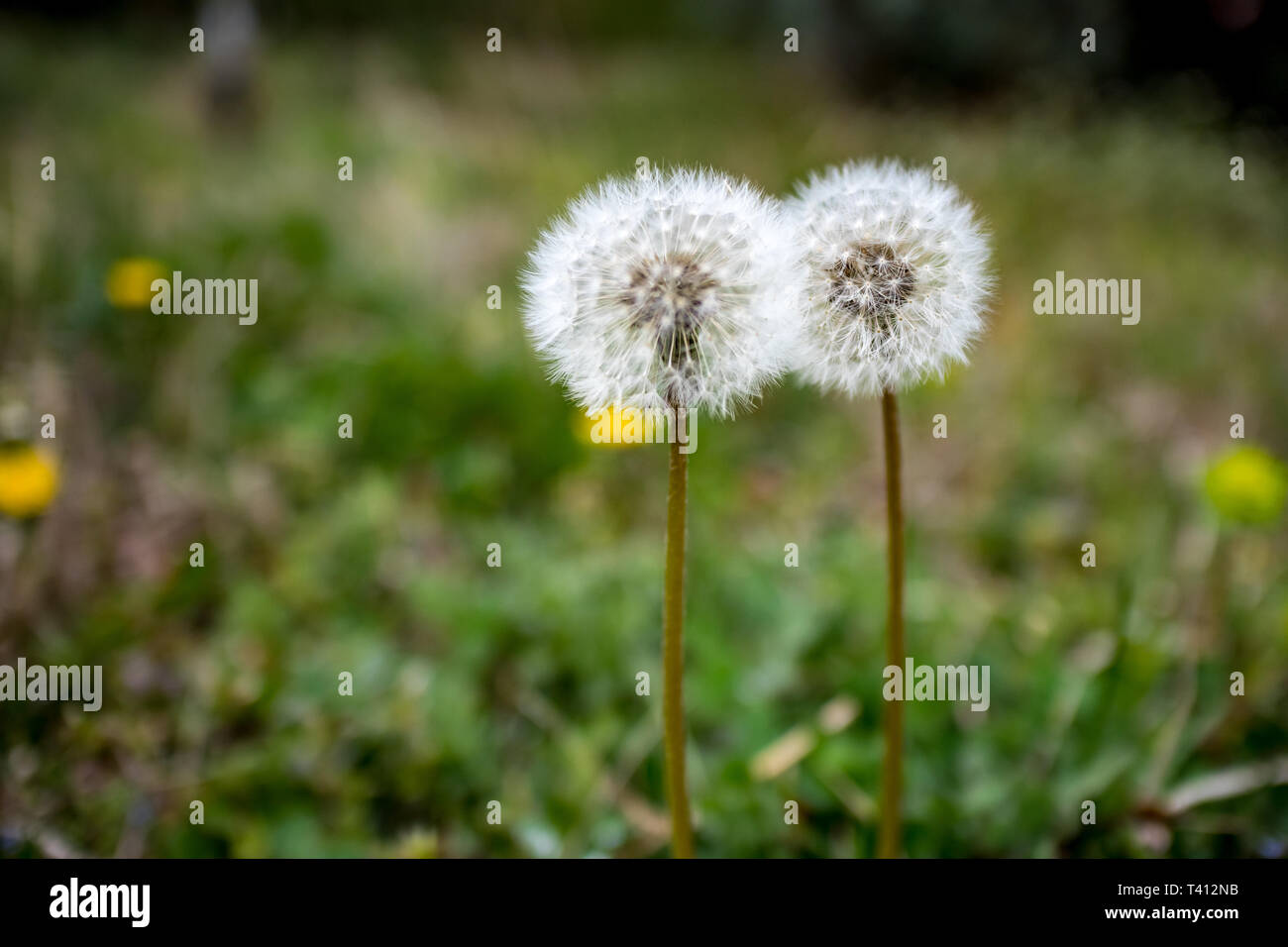 Two early spring dandelion seed heads on a green bokeh background, selective focus, photo taken in moody springtime day Stock Photo