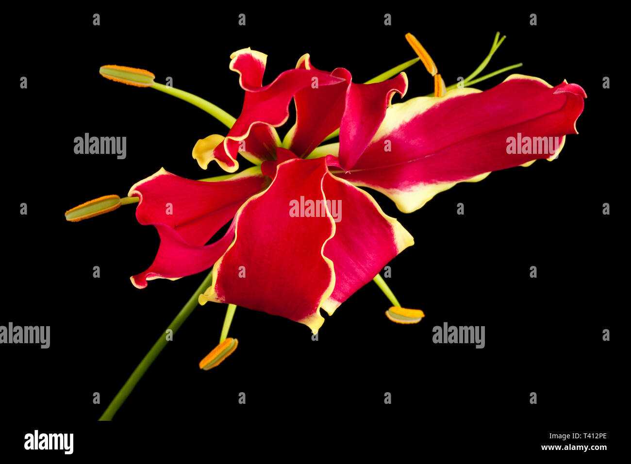 A Gloriosa Lily Stock Photo