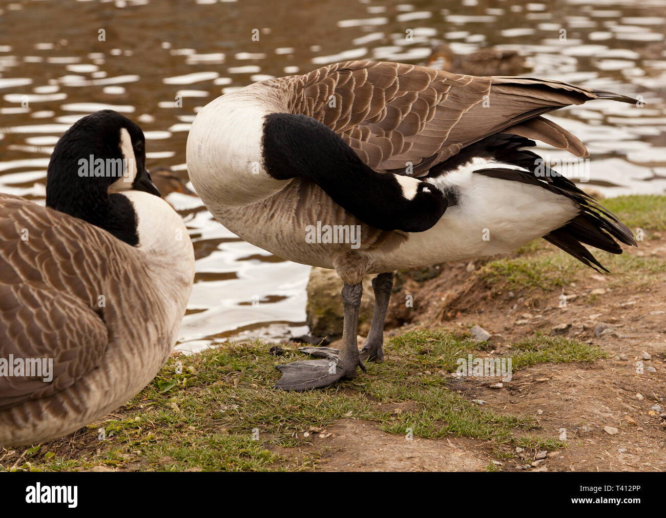Two Canada Geese, one preening itself Stock Photo
