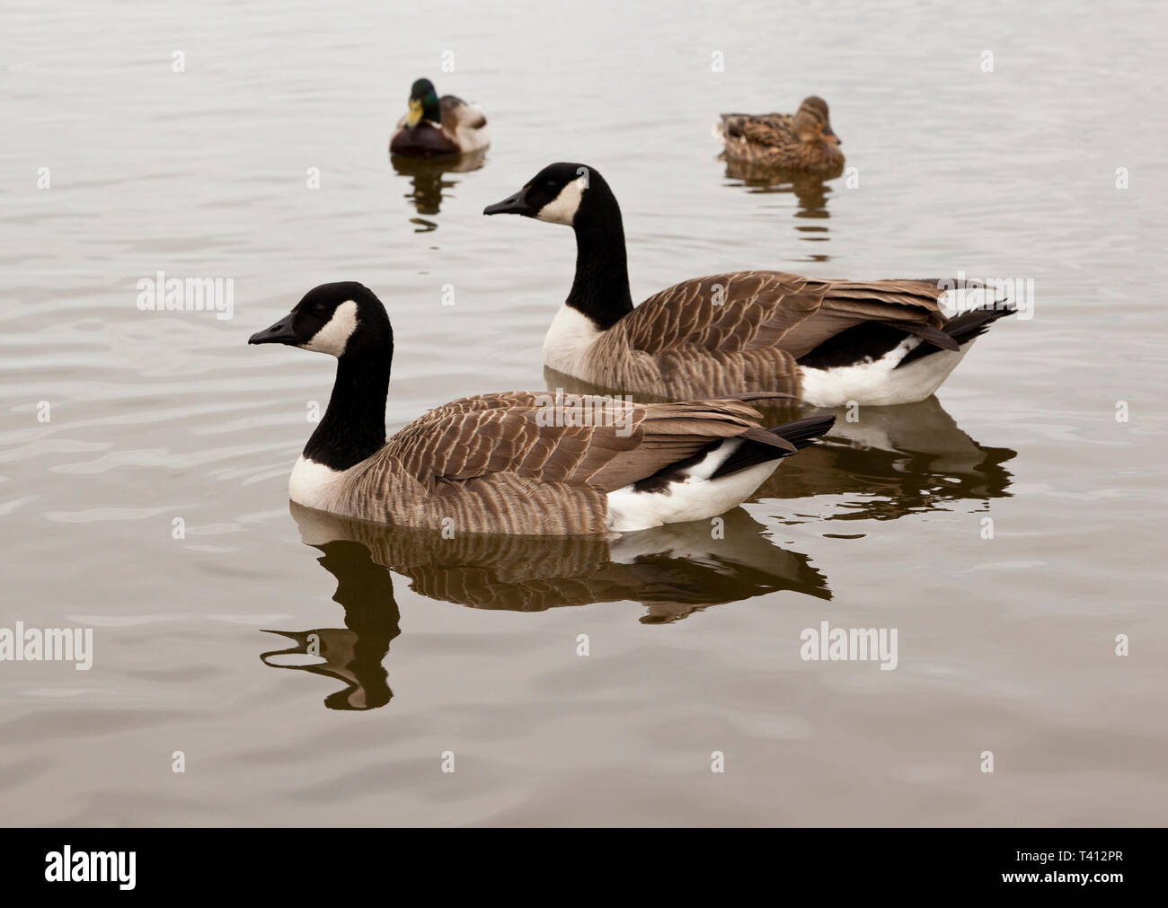 A pair of wild Canada Geese swimming on a pond Stock Photo
