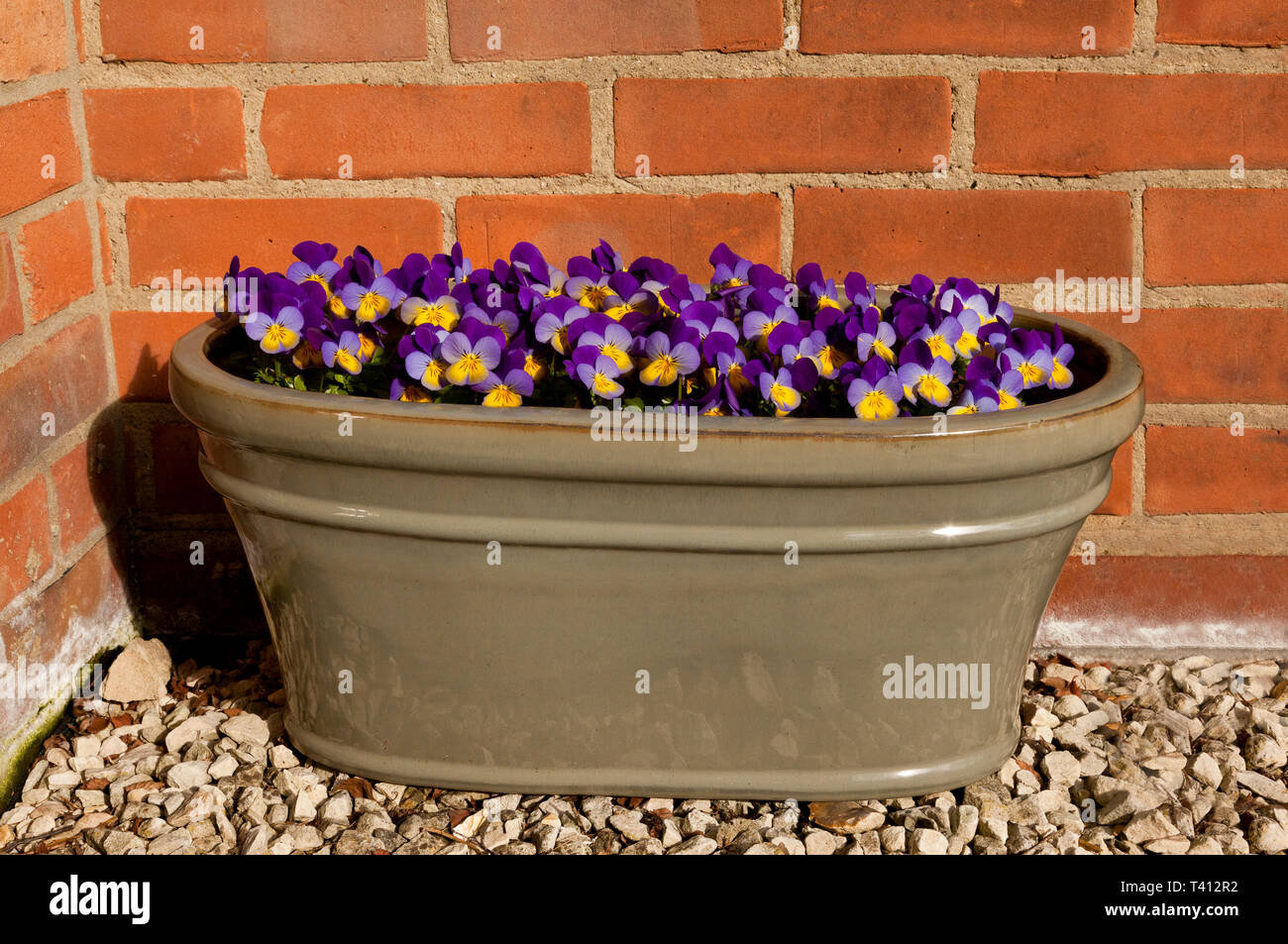 Viola flowers peeping out from a flower planter Stock Photo