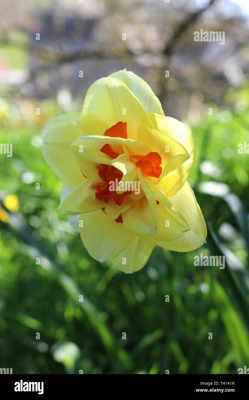 An Orange and Yellow Double Flowering Daffodil, Narcissus Tahiti ...