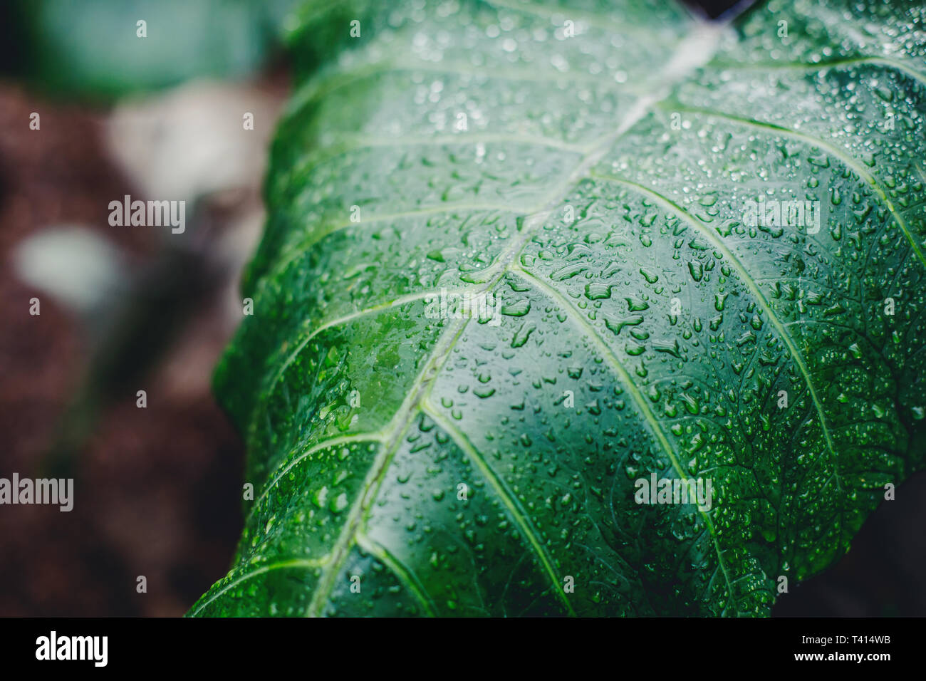 Beautiful big green leaf hi-res stock photography and images - Alamy