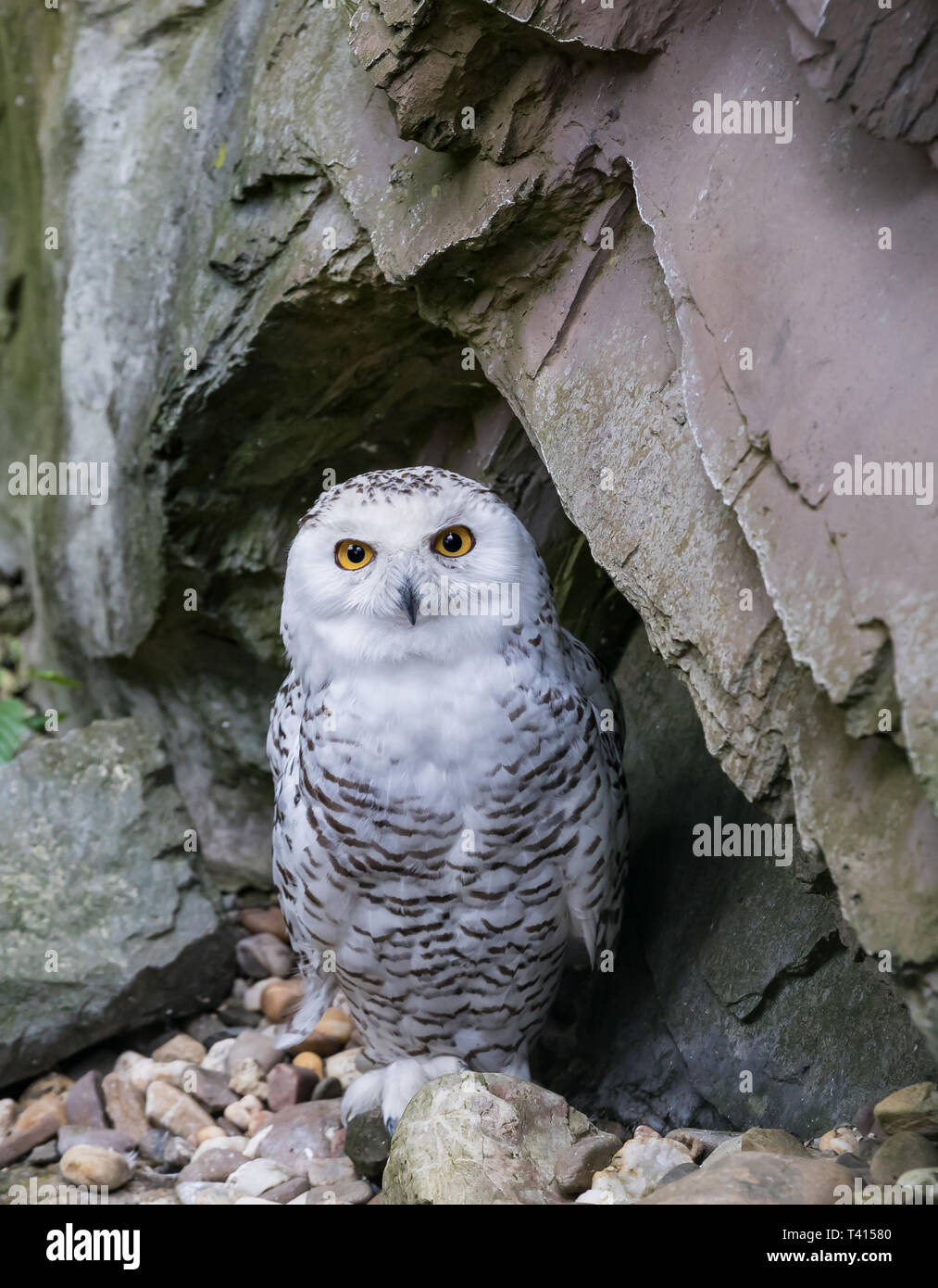 The snow owl - Bubo scandiacus Stock Photo - Alamy