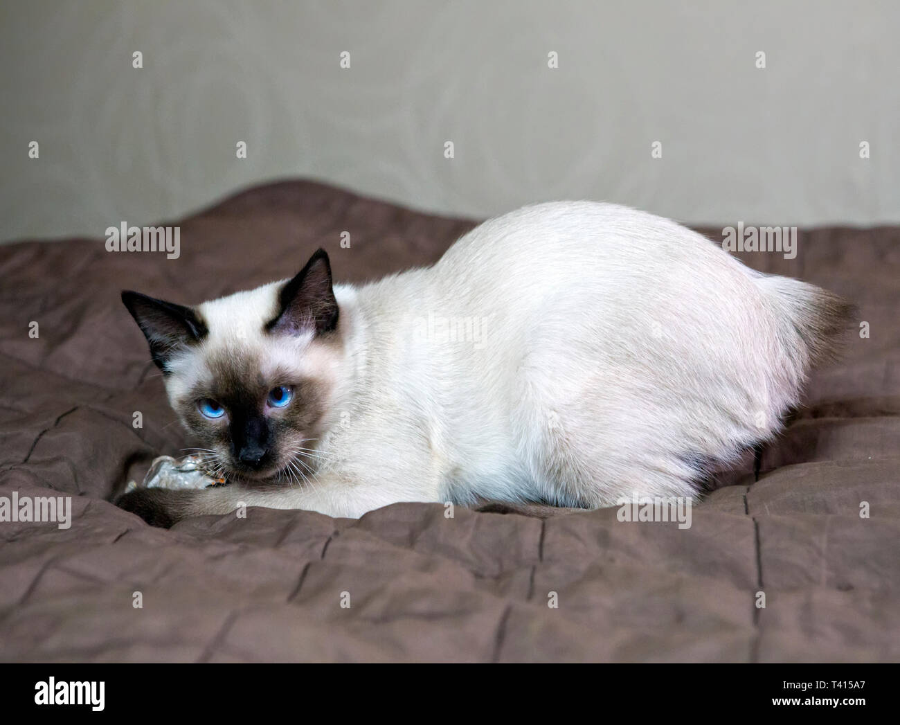 Brown And Cream Color Cat High Resolution Stock Photography And Images Alamy Brown And Cream Color Cat High Resolution Stock Photography And Images Alamy
