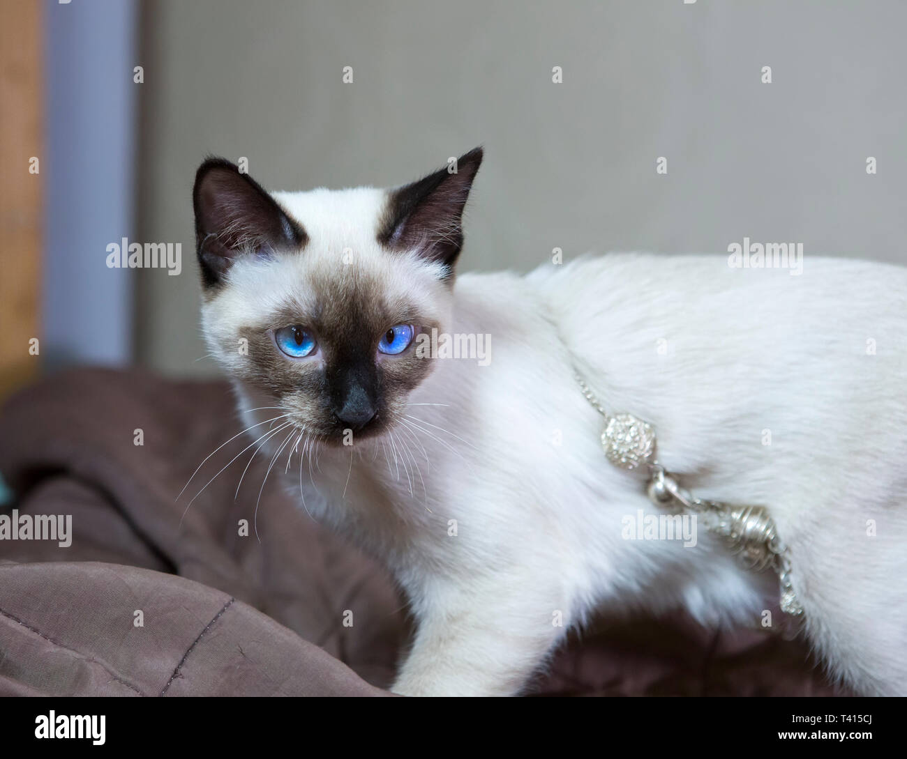 Kitten Short Haired Color Seal Point Stock Photo 243430002 Alamy