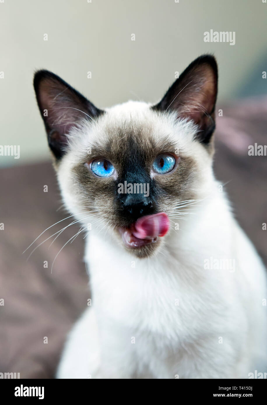 Kitten Short Haired Color Seal Point Stock Photo 243430030 Alamy
