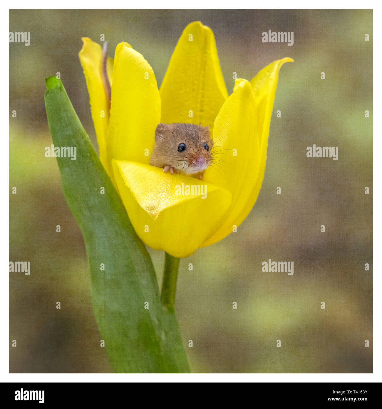 Fine Art Harvest Mice (Micromys Minutus) inside Tulips with textured finish applied Stock Photo