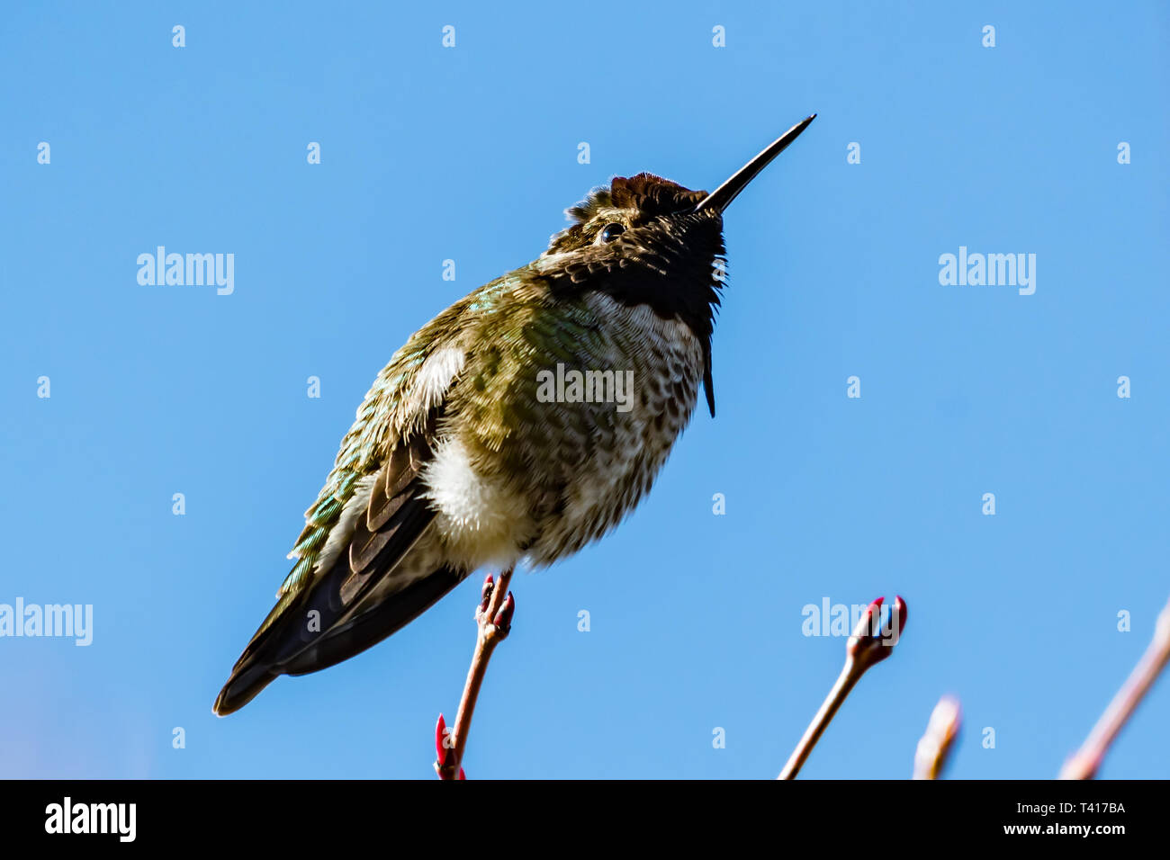 Anna's hummingbird on a plant, British Columbia, Canada Stock Photo