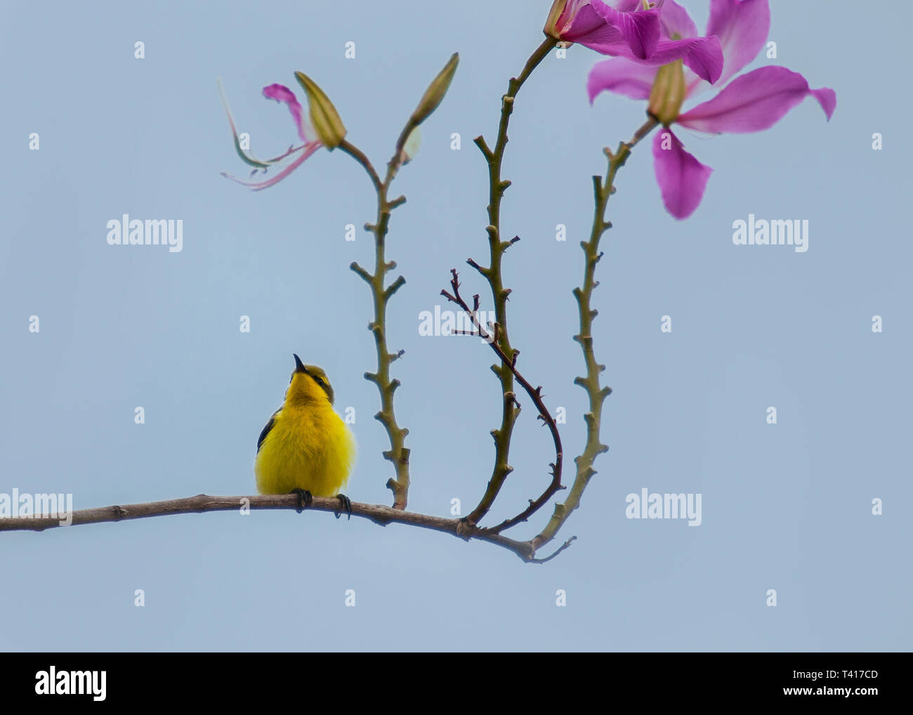 Bird perched on a flower, Indonesia Stock Photo