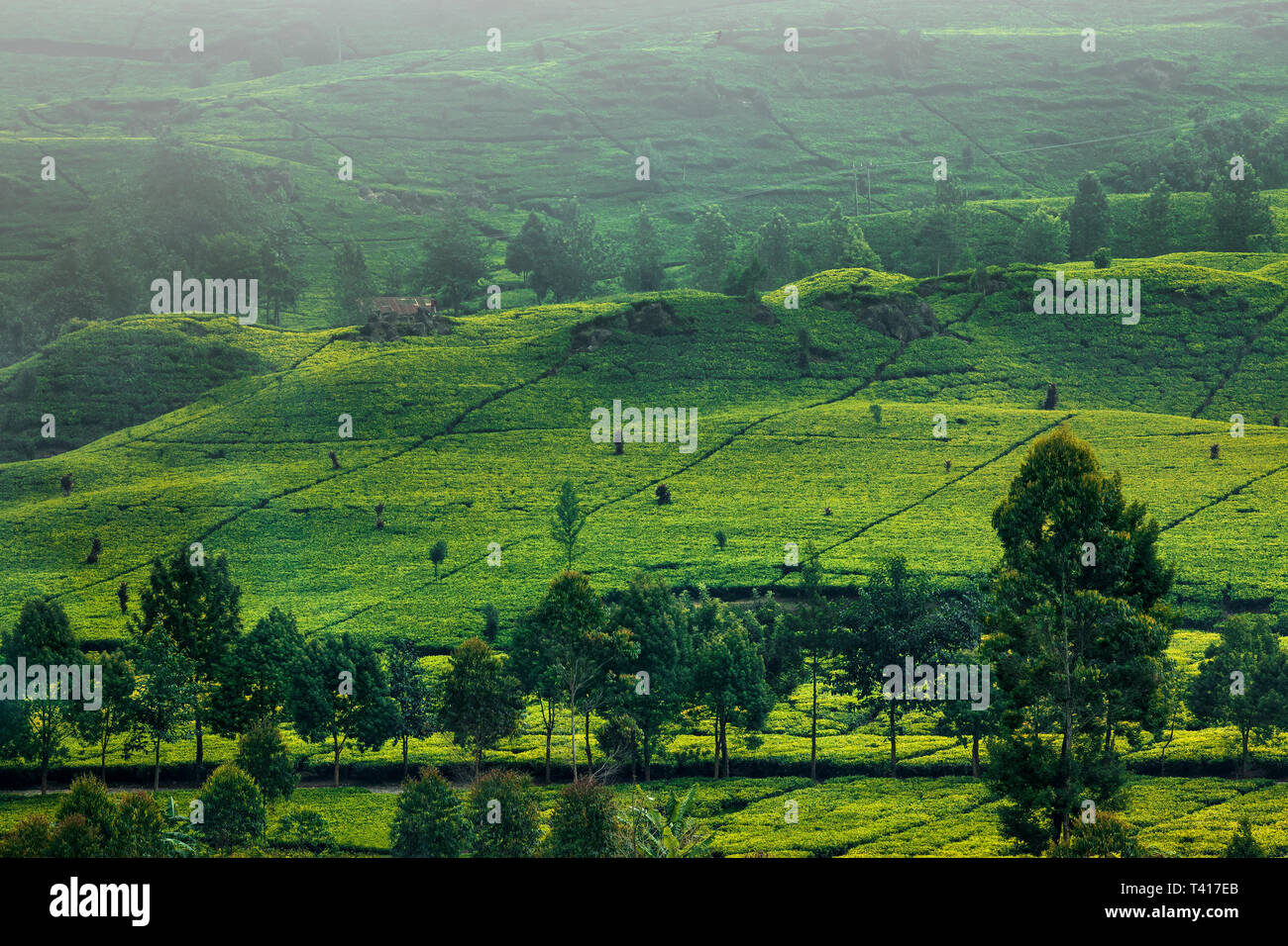 Tea plantation, Indonesia Stock Photo