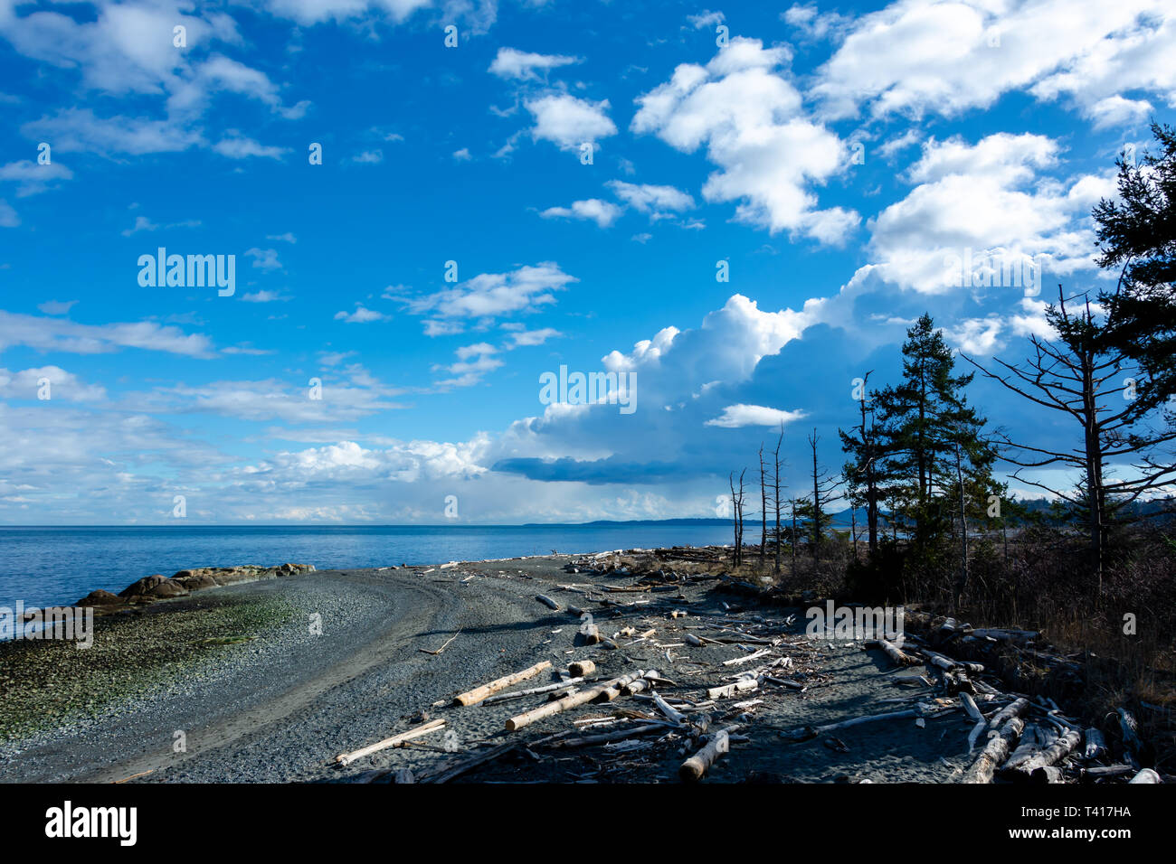 Logs by a coastal road, Vancouver Island, British Columbia, Canada Stock Photo